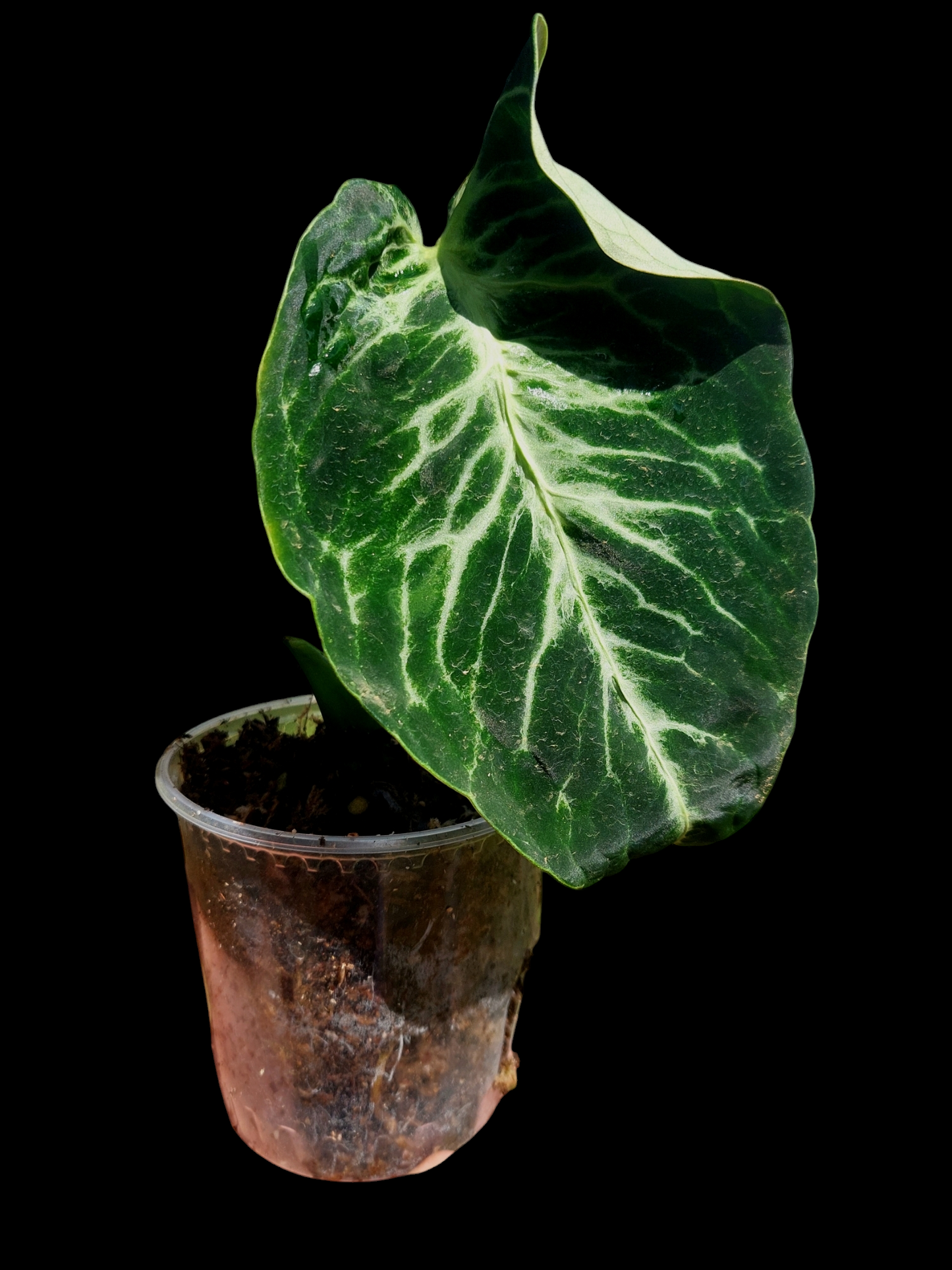Anthurium sp. 'Amazon Monster Veins' Wild Ecotype (EXACT PLANT)