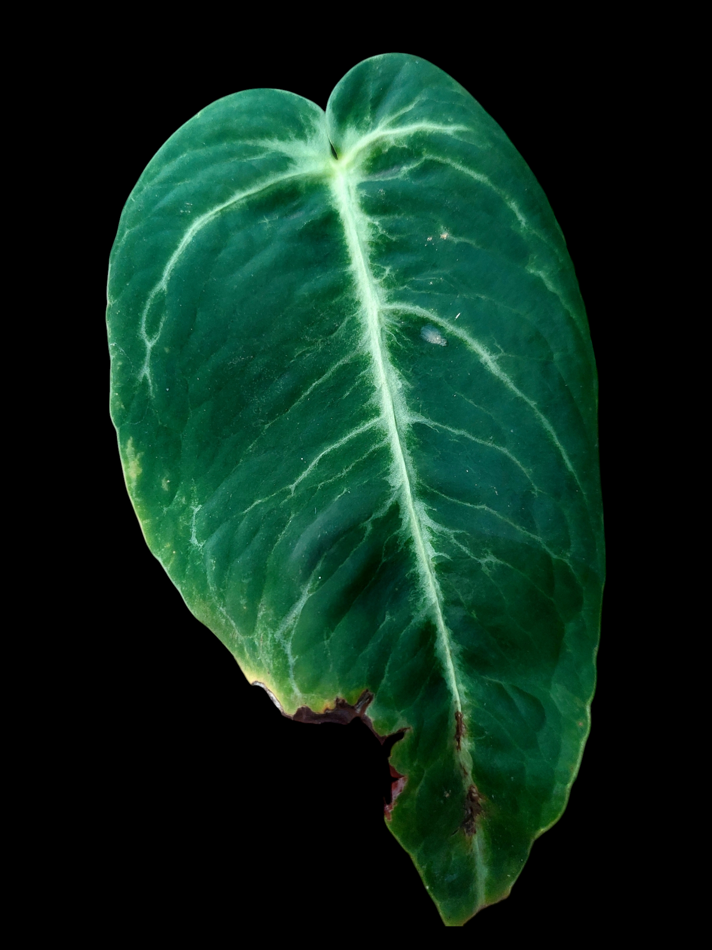 Anthurium sp. 'Amazon Monster Veins' Natural Mutation 2 Leaves (EXACT PLANT)