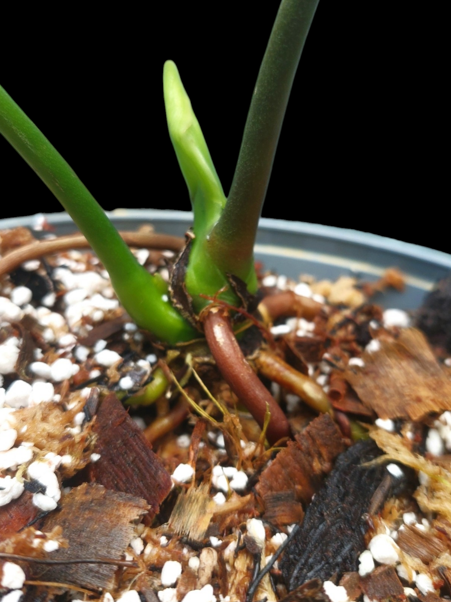 Anthurium sp. 'Amazon Monster Veins' Natural Mutation 2 Leaves (EXACT PLANT)