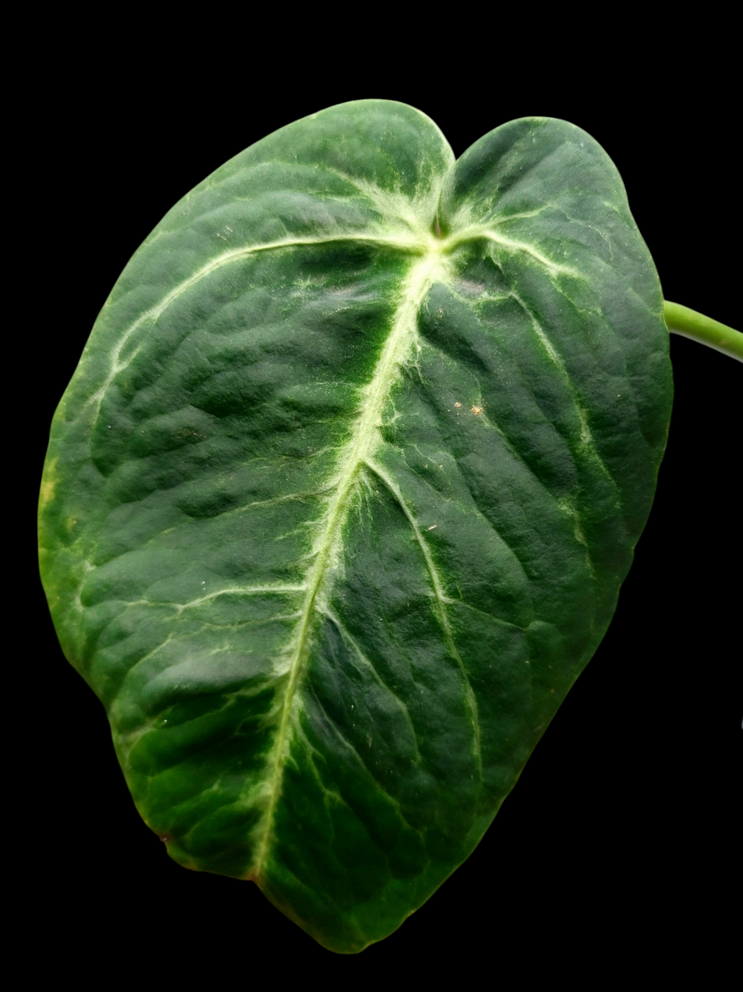 Anthurium sp. 'Amazon Monster Veins' Natural Mutation 2 Leaves (EXACT PLANT)