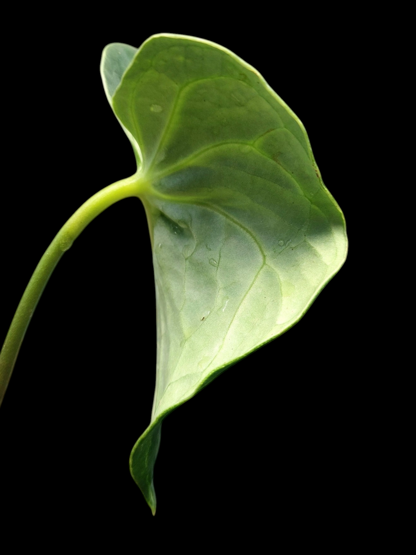 Anthurium sp. 'Amazon Monster Veins' Natural Mutation 2 Leaves (EXACT PLANT)
