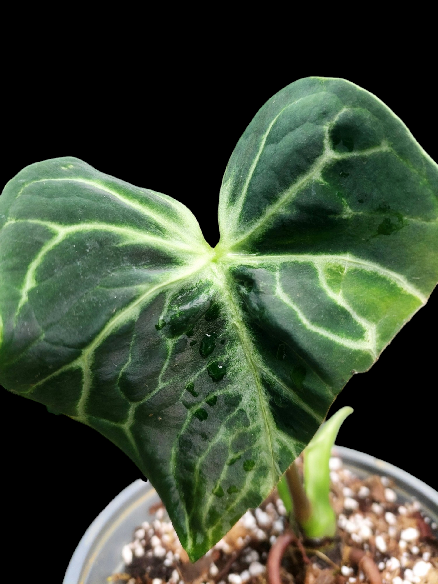 Anthurium sp. 'Amazon Monster Veins' Natural Mutation 2 Leaves (EXACT PLANT)
