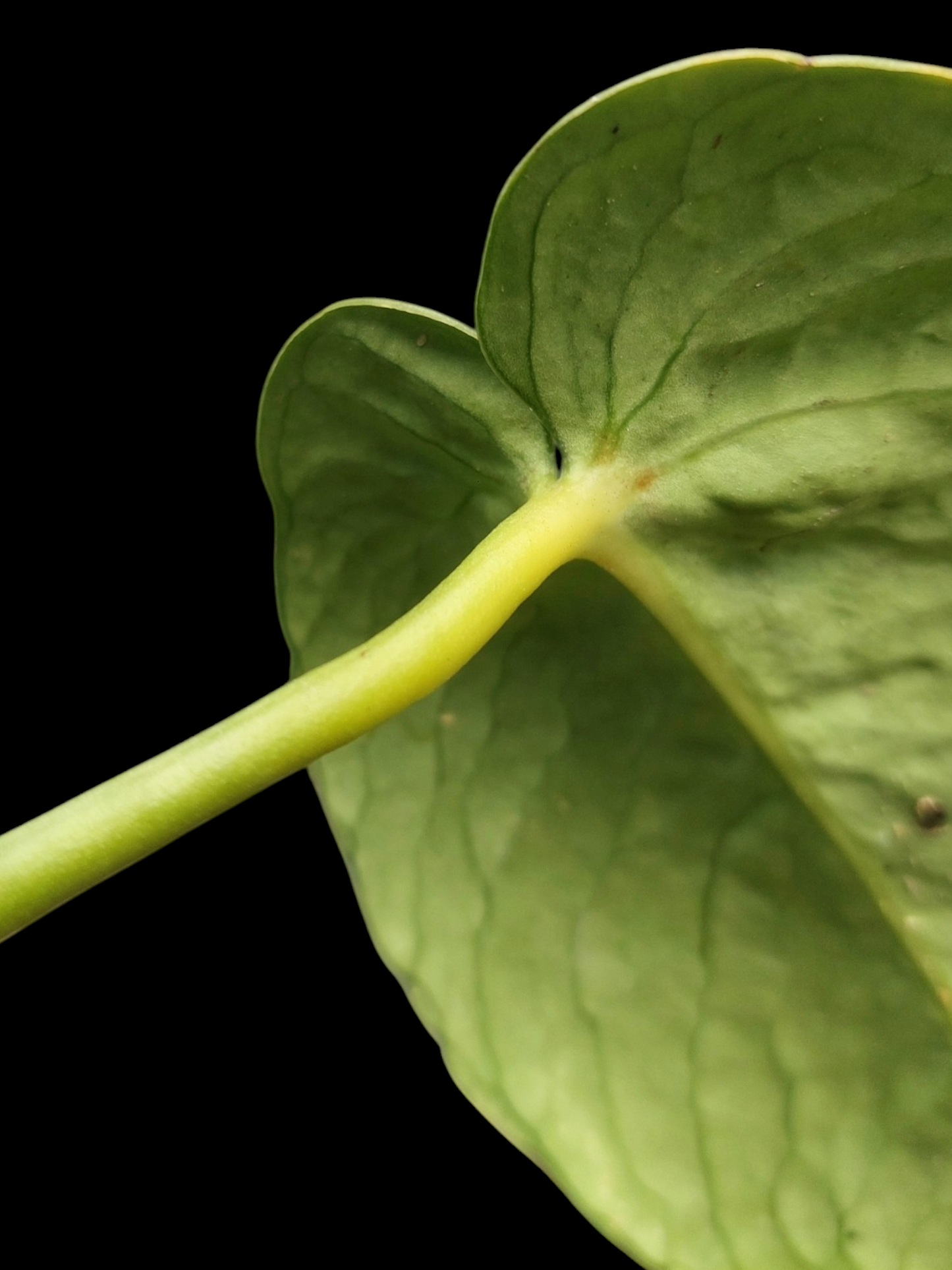 Anthurium sp. 'Amazon Monster Veins' Natural Mutation 2 Leaves (EXACT PLANT)