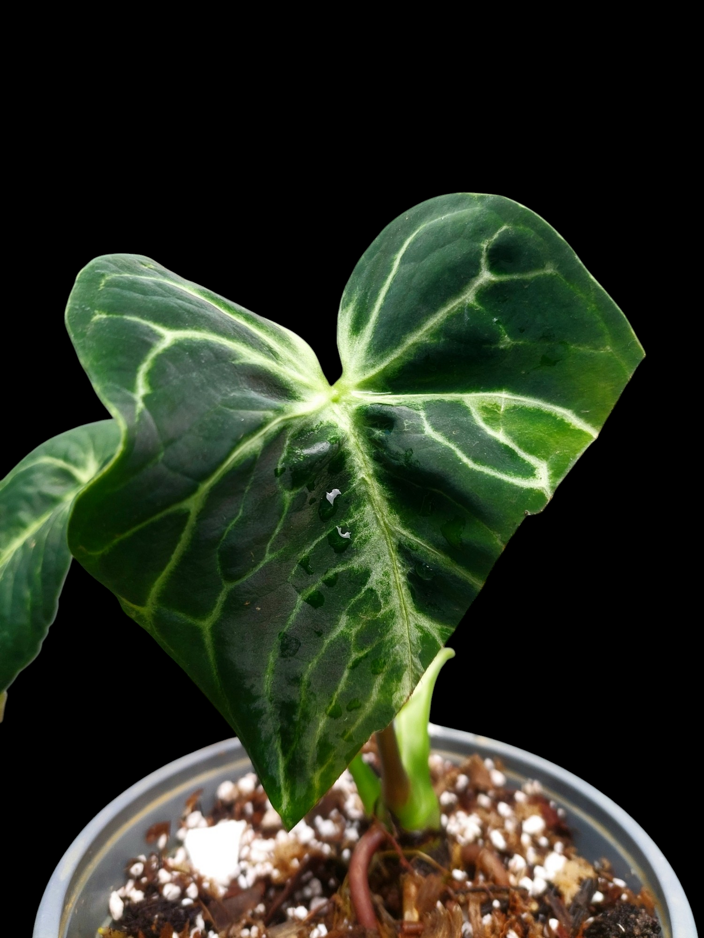 Anthurium sp. 'Amazon Monster Veins' Natural Mutation 2 Leaves (EXACT PLANT)
