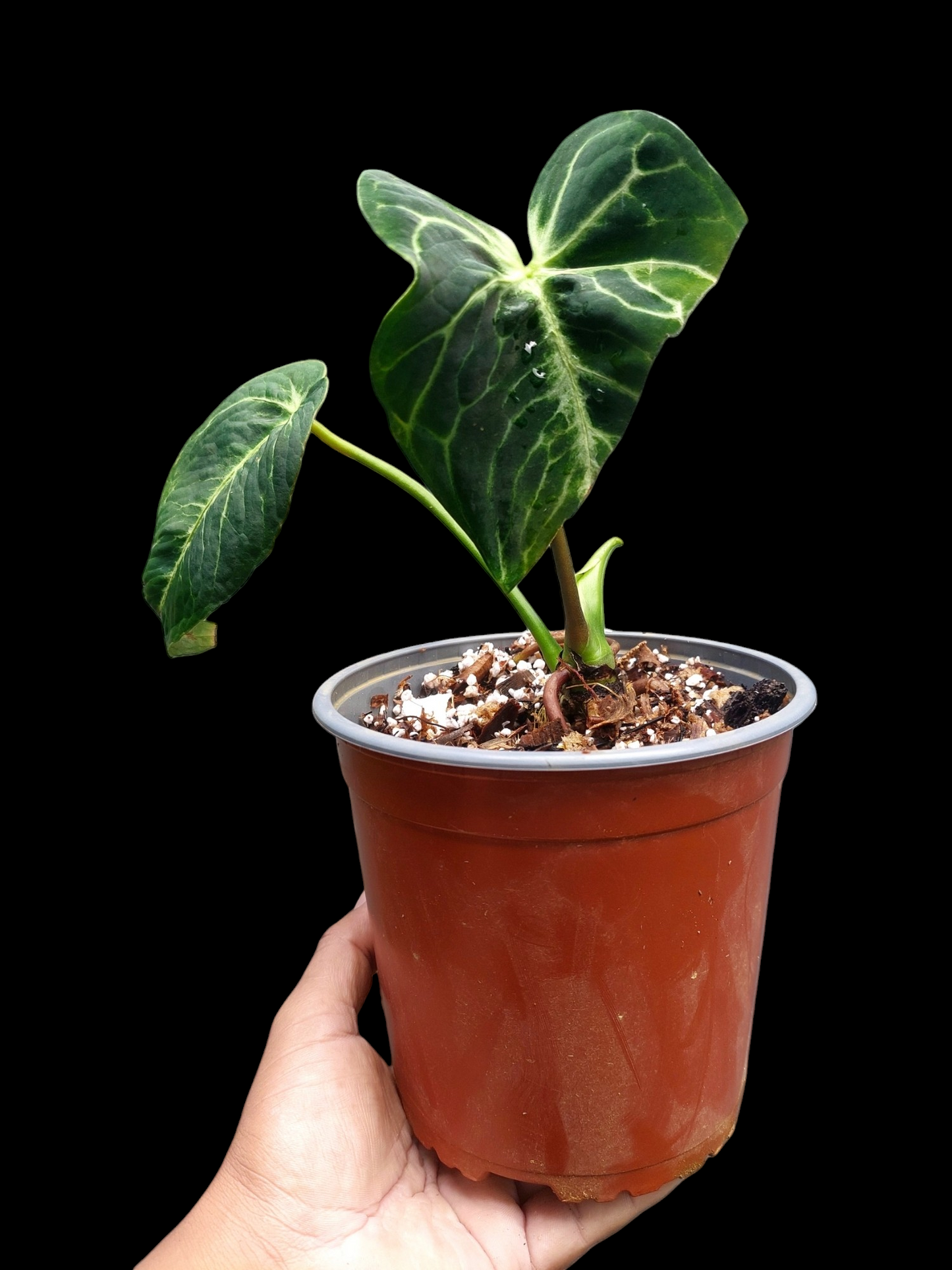 Anthurium sp. 'Amazon Monster Veins' Natural Mutation 2 Leaves (EXACT PLANT)