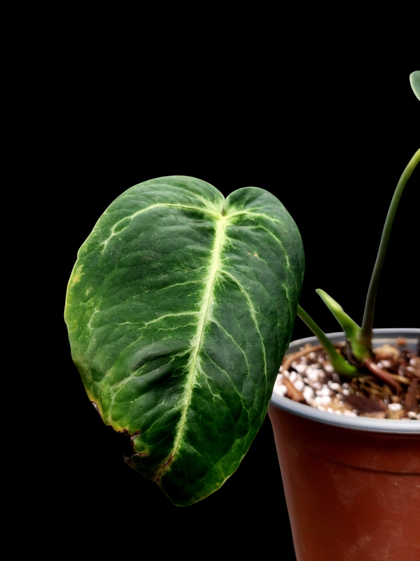Anthurium sp. 'Amazon Monster Veins' Natural Mutation 2 Leaves (EXACT PLANT)