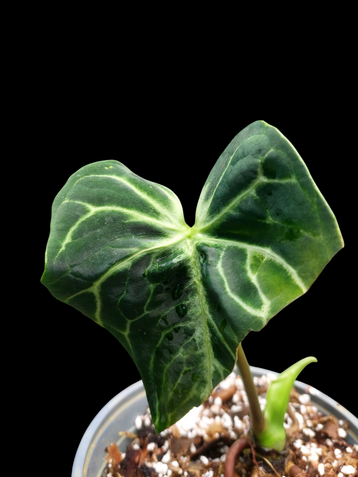 Anthurium sp. 'Amazon Monster Veins' Natural Mutation 2 Leaves (EXACT PLANT)