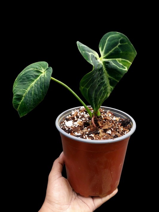 Anthurium sp. 'Amazon Monster Veins' Natural Mutation 2 Leaves (EXACT PLANT)