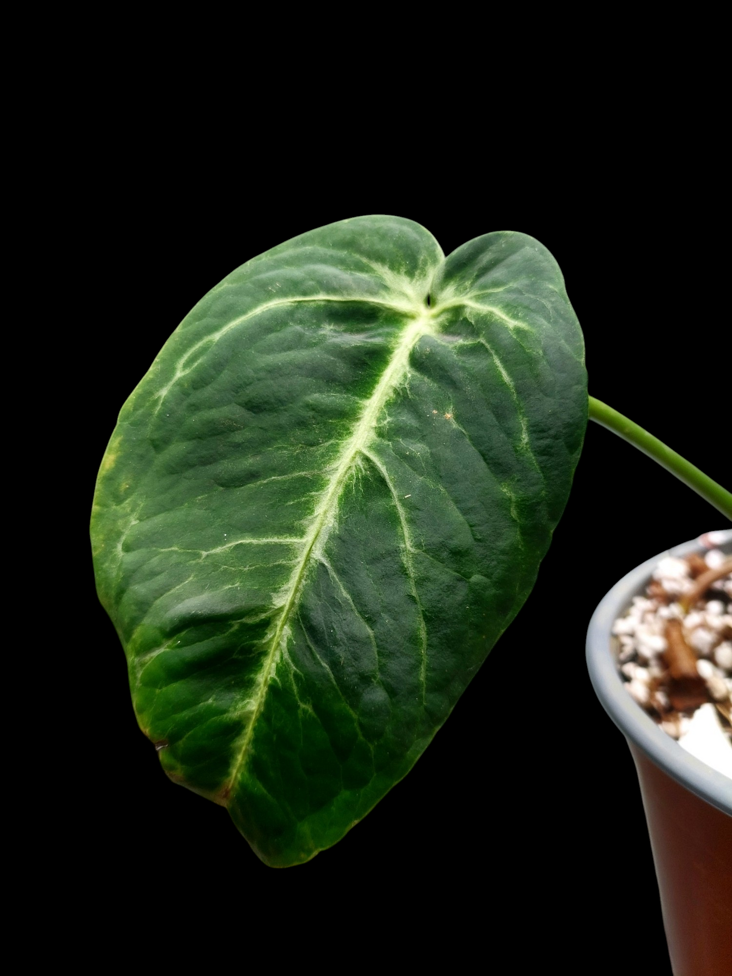 Anthurium sp. 'Amazon Monster Veins' Natural Mutation 2 Leaves (EXACT PLANT)