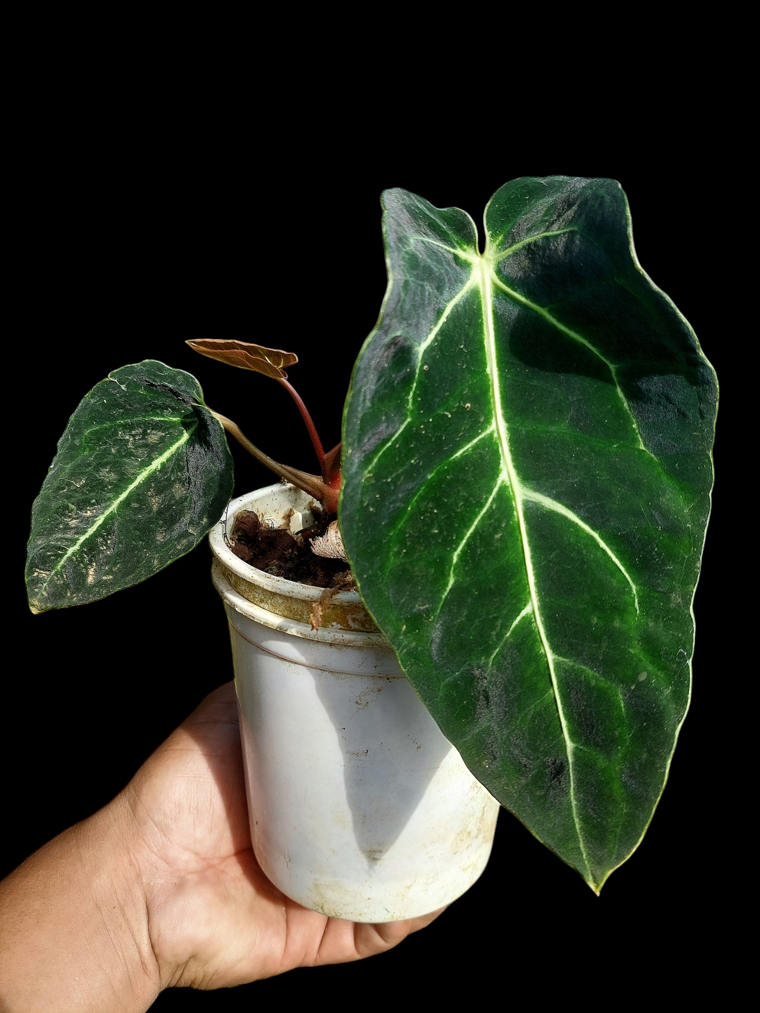 anthurium plant amazon Anthurium sp. 'Amazon Monster Veins' Natural Mutation 3 Leaves (EXACT PLANT)