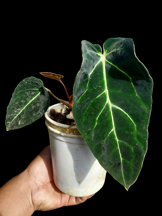 Anthurium sp. 'Amazon Monster Veins' Natural Mutation 3 Leaves (EXACT PLANT)