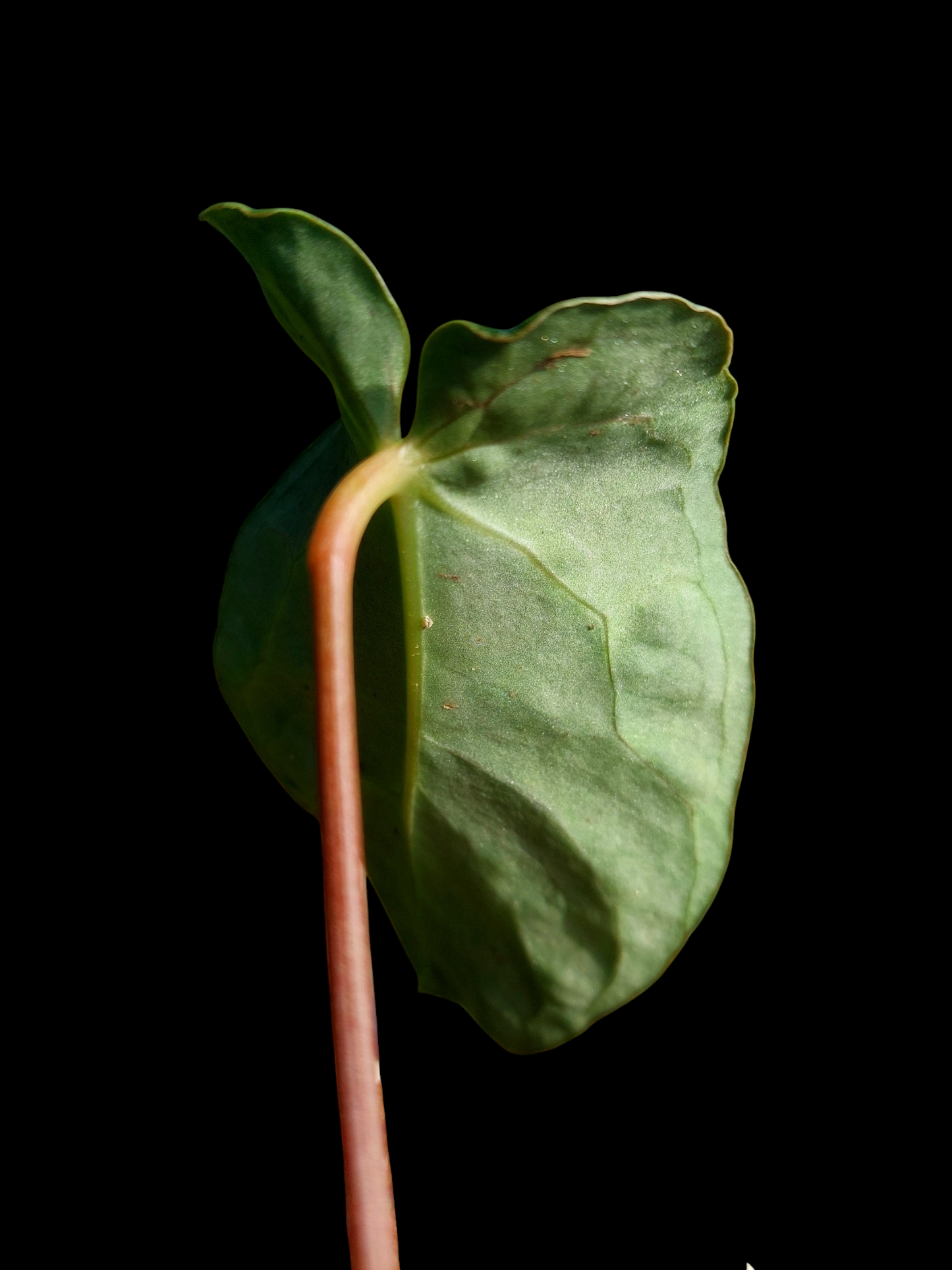 Anthurium sp. 'Amazon Monster Veins' Natural Mutation 3 Leaves (EXACT PLANT)