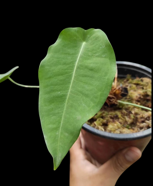 Anthurium sp. 'Peltado Peru' Wild Ecotype