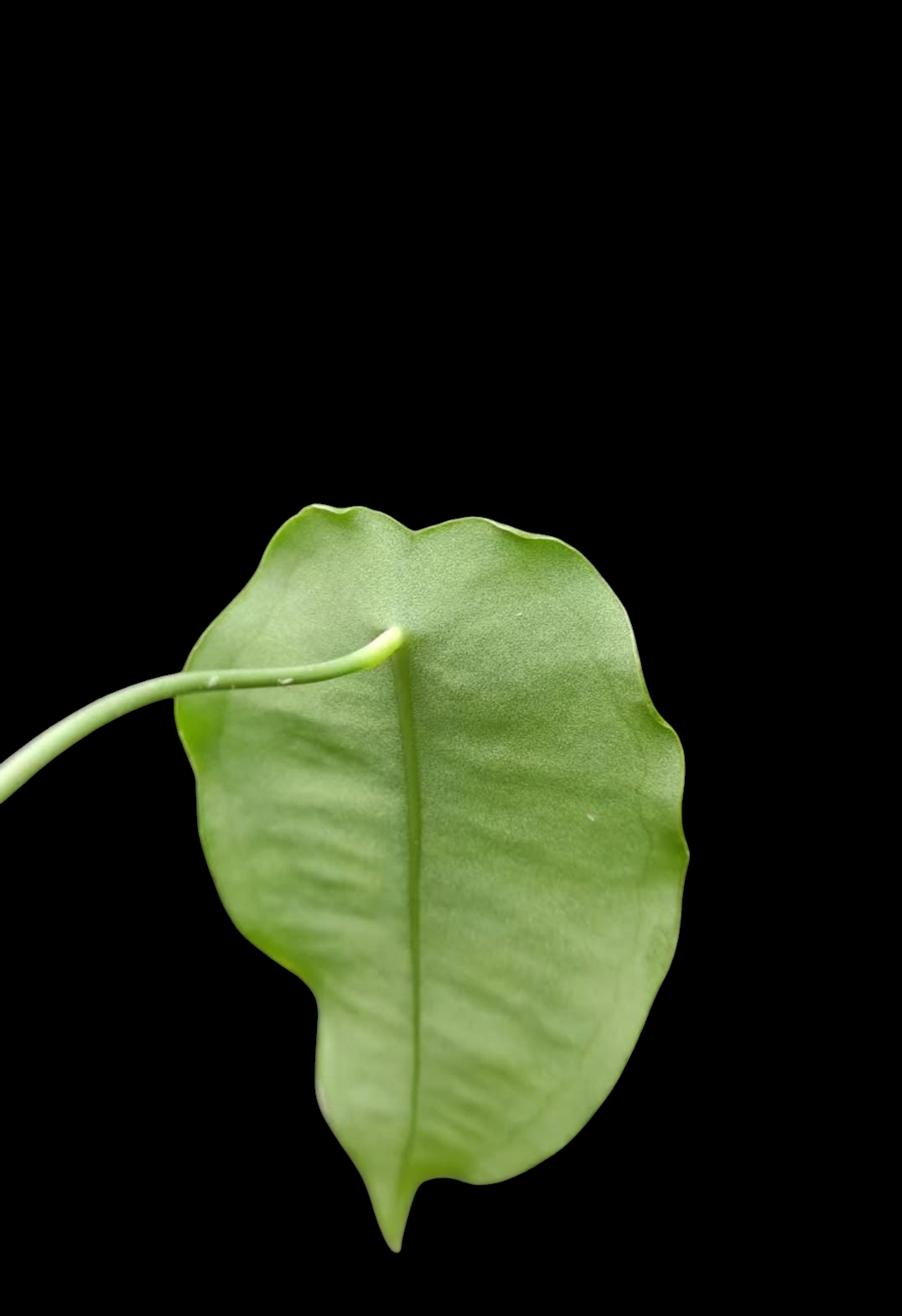 Anthurium sp. 'Peltado Peru' Wild Ecotype
