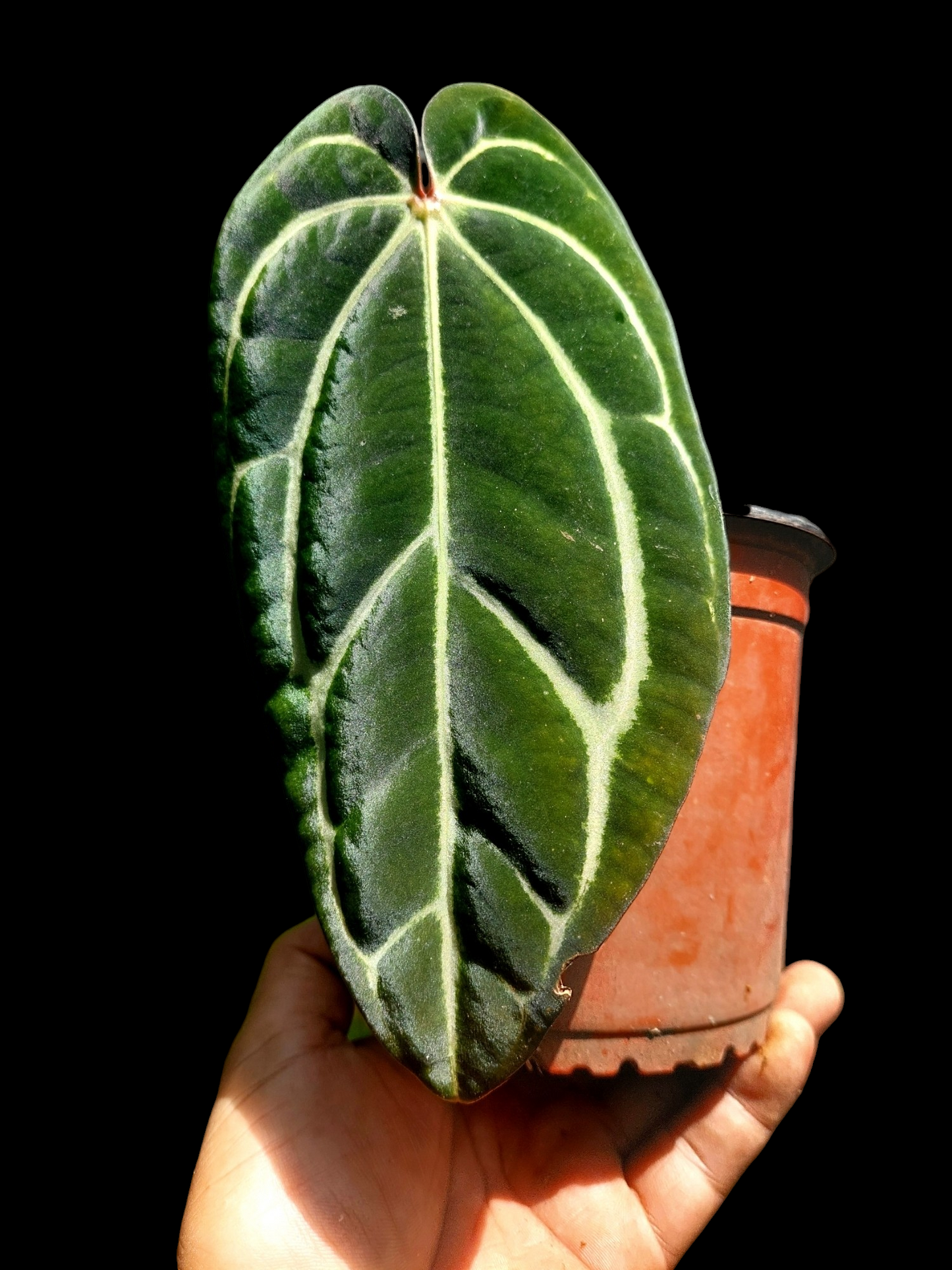 Anthurium Carlablackiae Slim Form (EXACT PLANT)