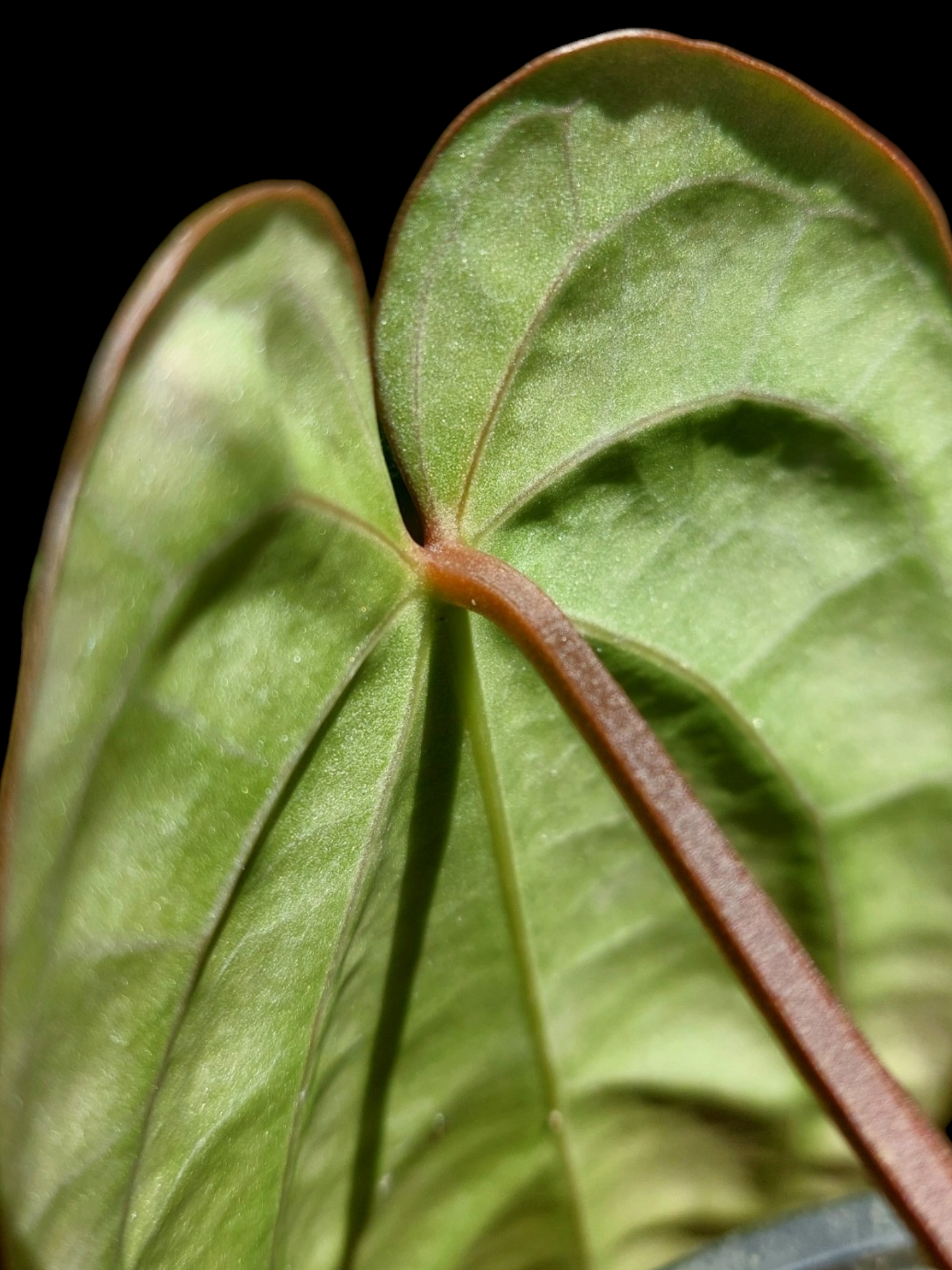 Anthurium Carlablackiae Slim Form (EXACT PLANT)