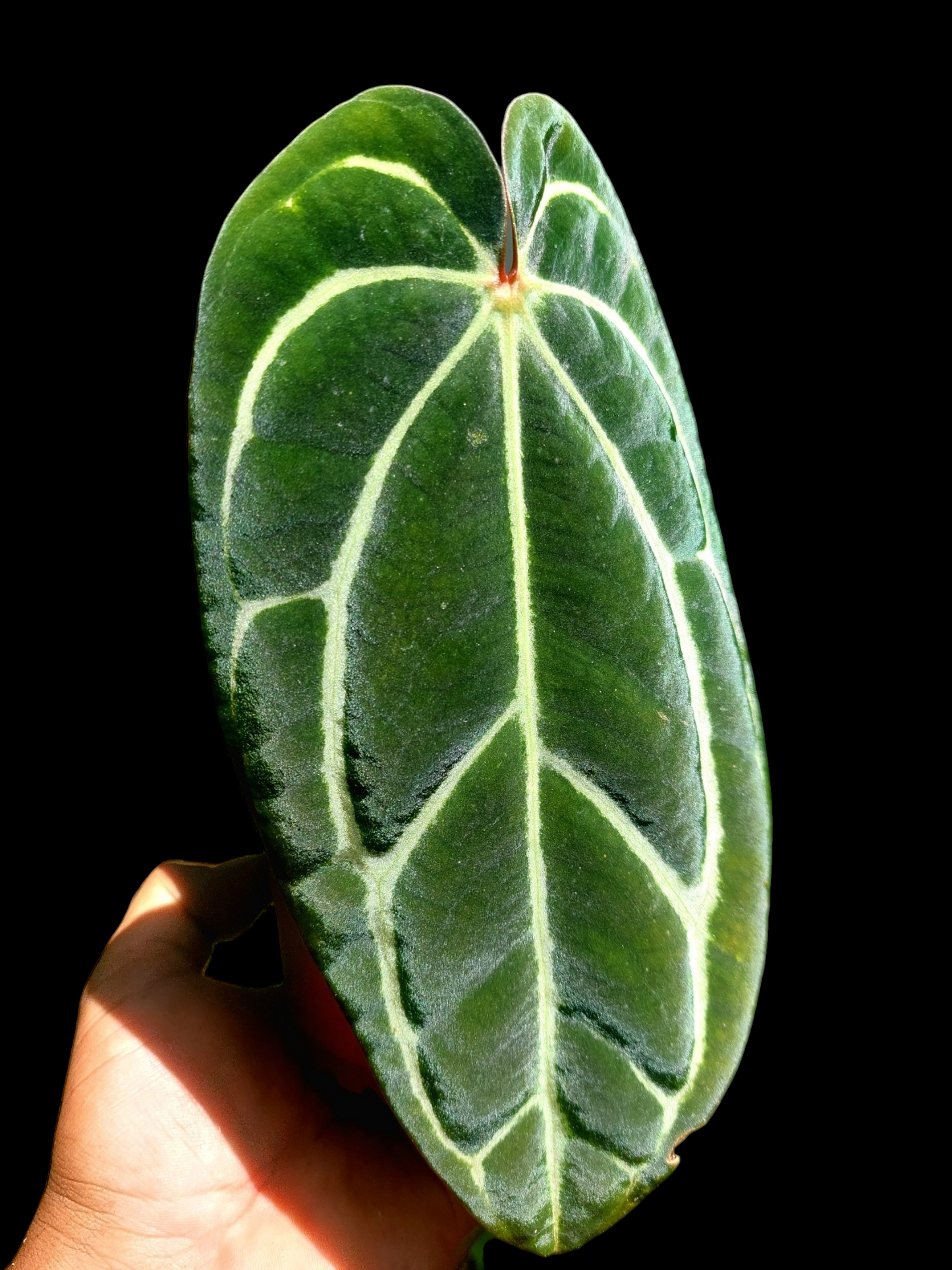 Anthurium Carlablackiae Slim Form (EXACT PLANT)