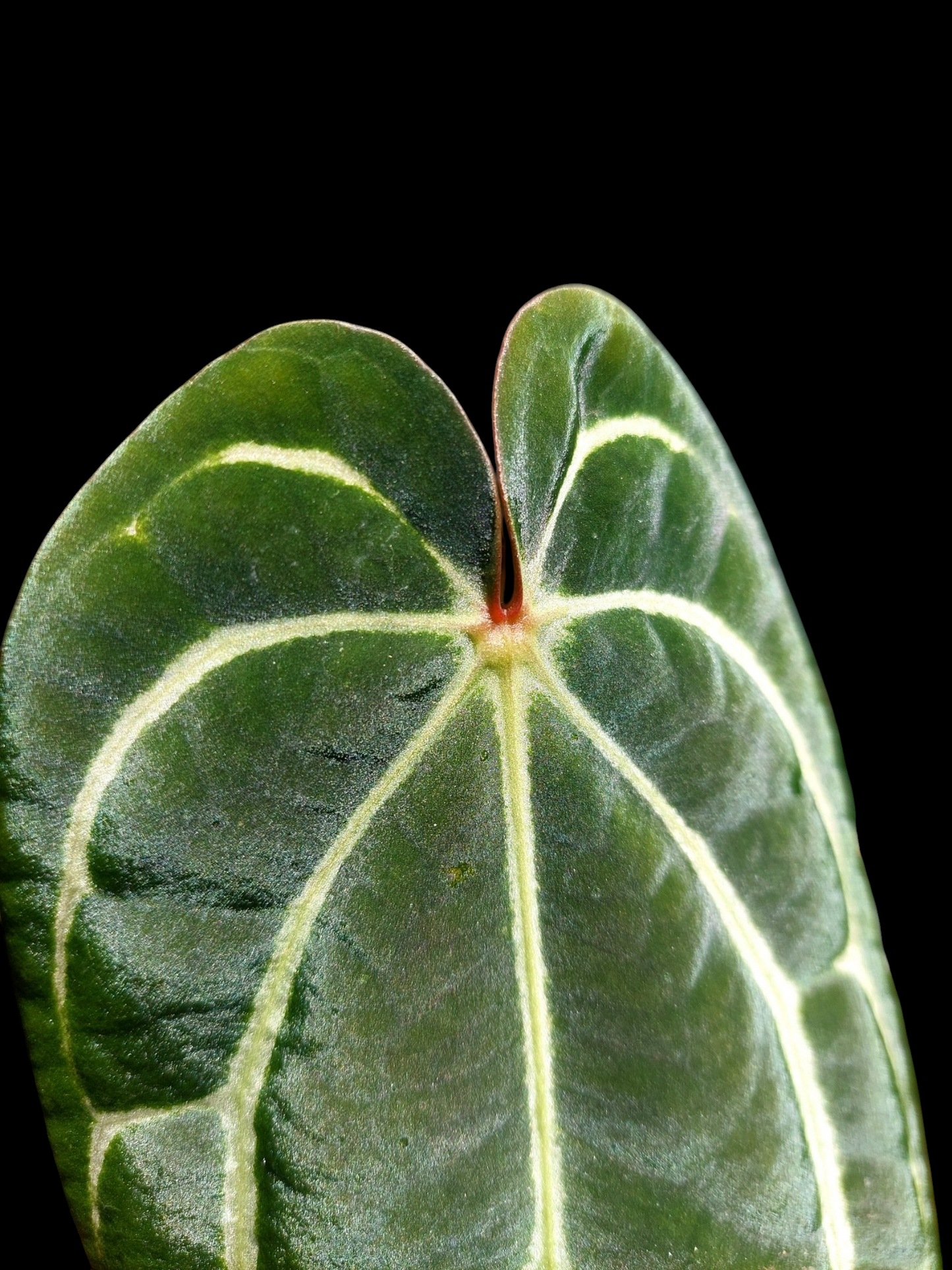 Anthurium Carlablackiae Slim Form (EXACT PLANT)