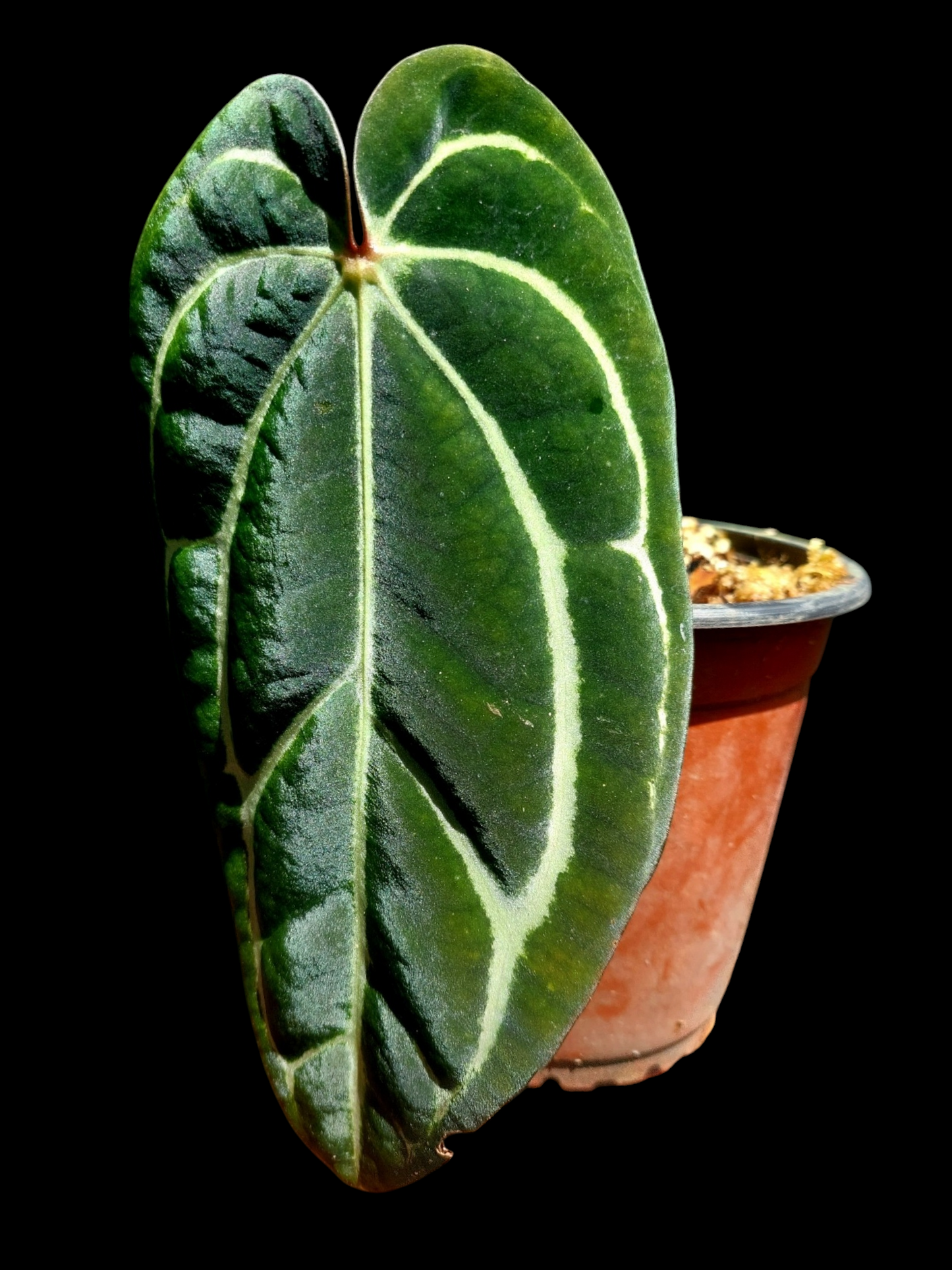 Anthurium Carlablackiae Slim Form (EXACT PLANT)
