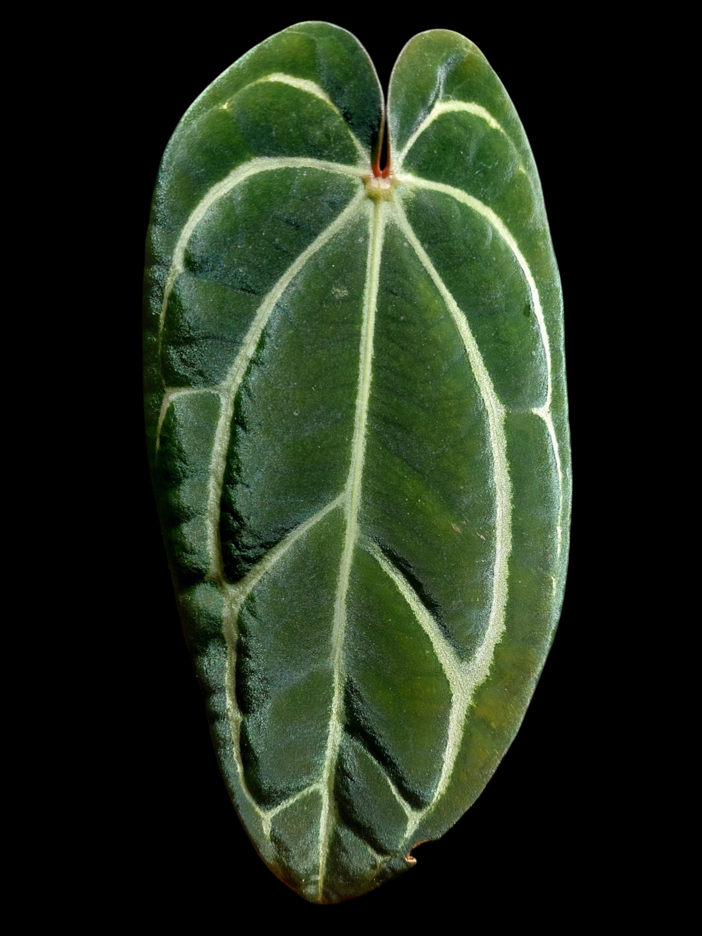 Anthurium Carlablackiae Slim Form (EXACT PLANT)