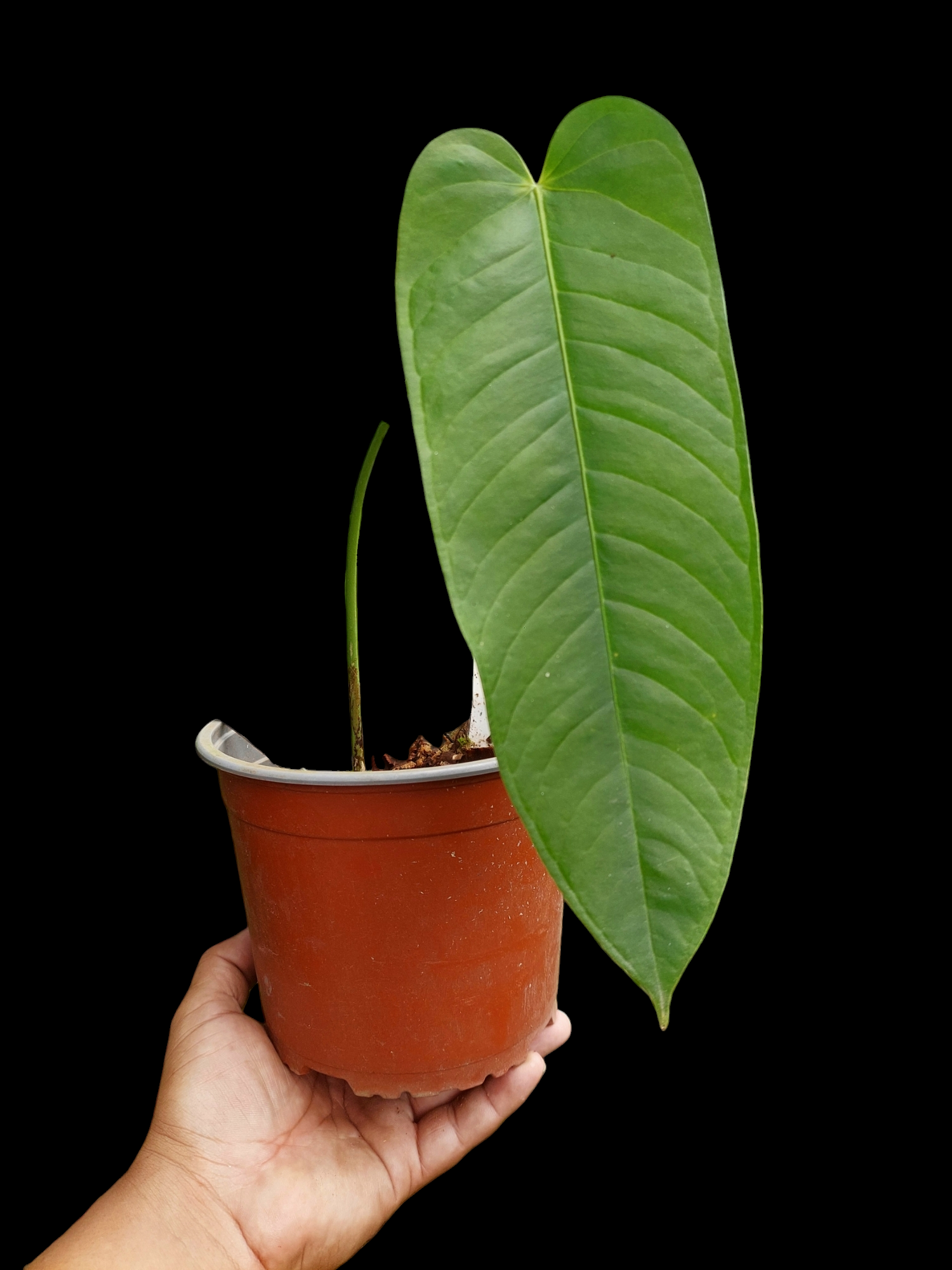 anthurium panamense Anthurium Panamense (EXACT PLANT)