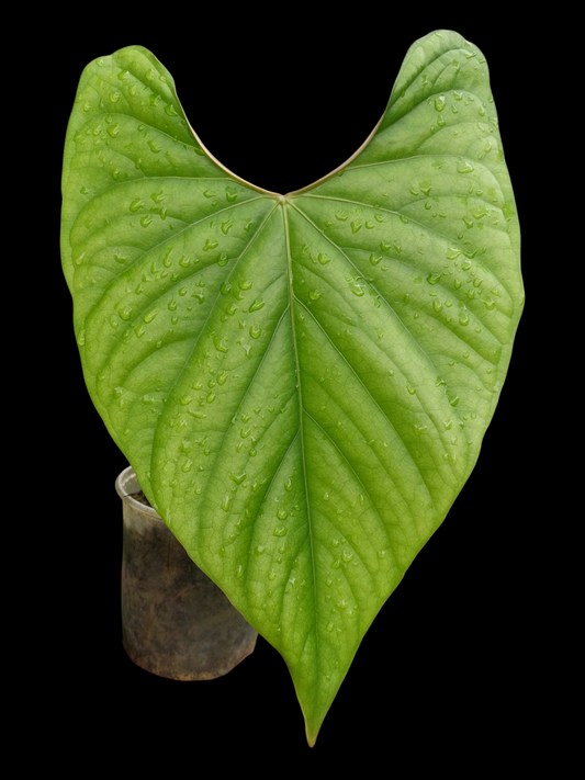 Anthurium sp. 'Green Peru' Wild Ecotype LARGE PLANT (EXACT PLANT)