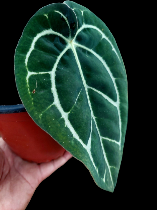 Anthurium Carlablackiae Wild Ecotype (EXACT PLANT)