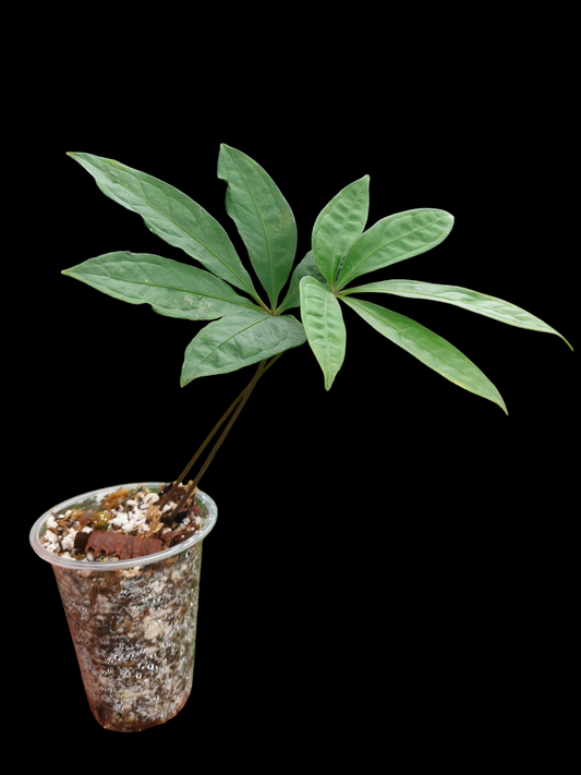 Anthurium sp. 'Emerald Lance' 2 Leaves (EXACT PLANT)