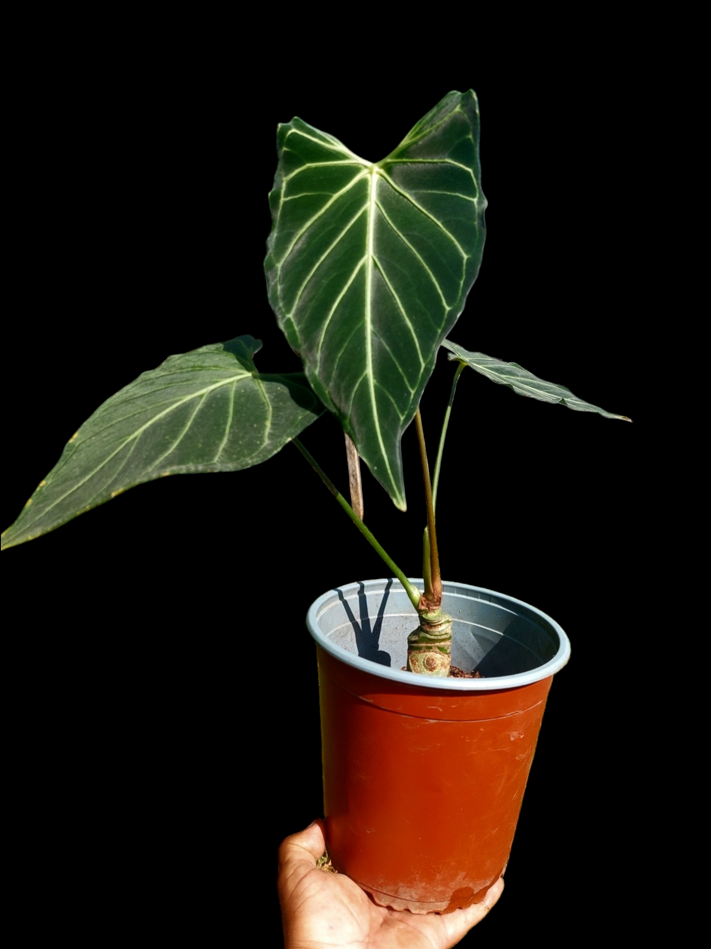 Anthurium sp. 'Velimflexus' with 3 Leaves (EXACT PLANT)