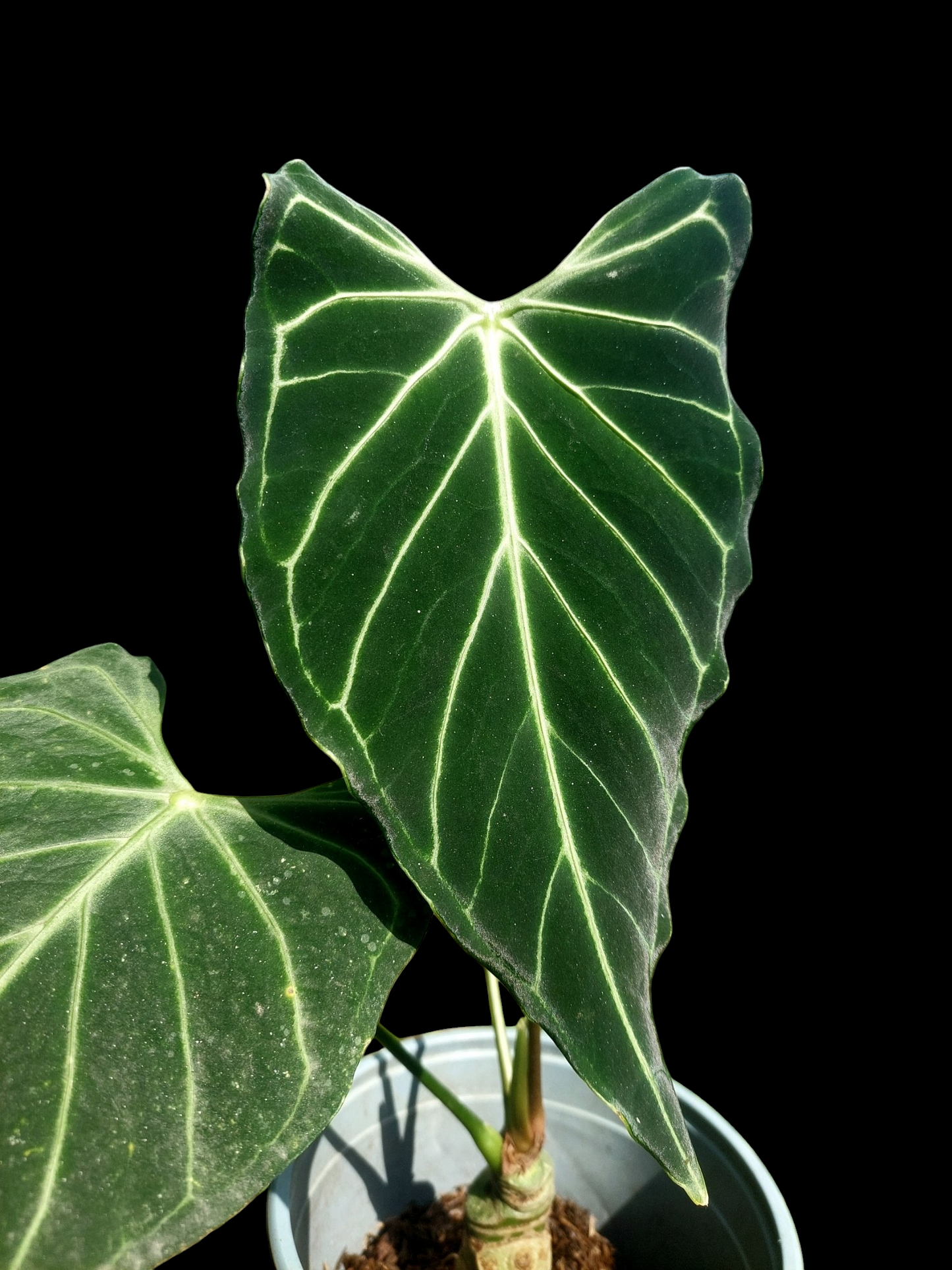 Anthurium sp. 'Velimflexus' with 3 Leaves (EXACT PLANT)