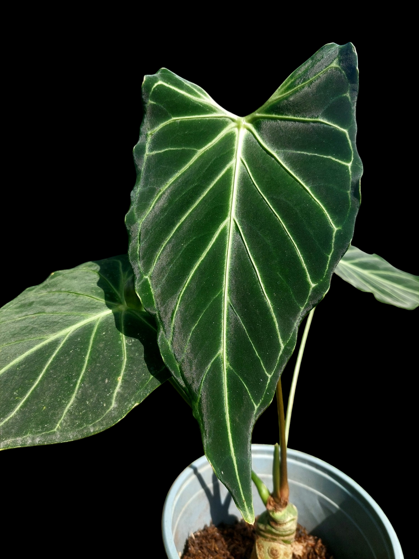 Anthurium sp. 'Velimflexus' with 3 Leaves (EXACT PLANT)
