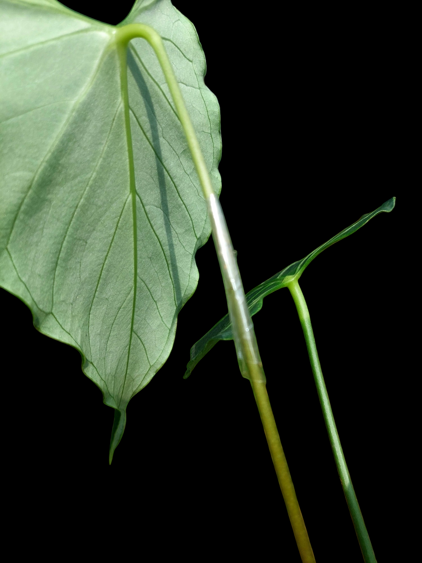 Anthurium sp. 'Velimflexus' with 3 Leaves (EXACT PLANT)