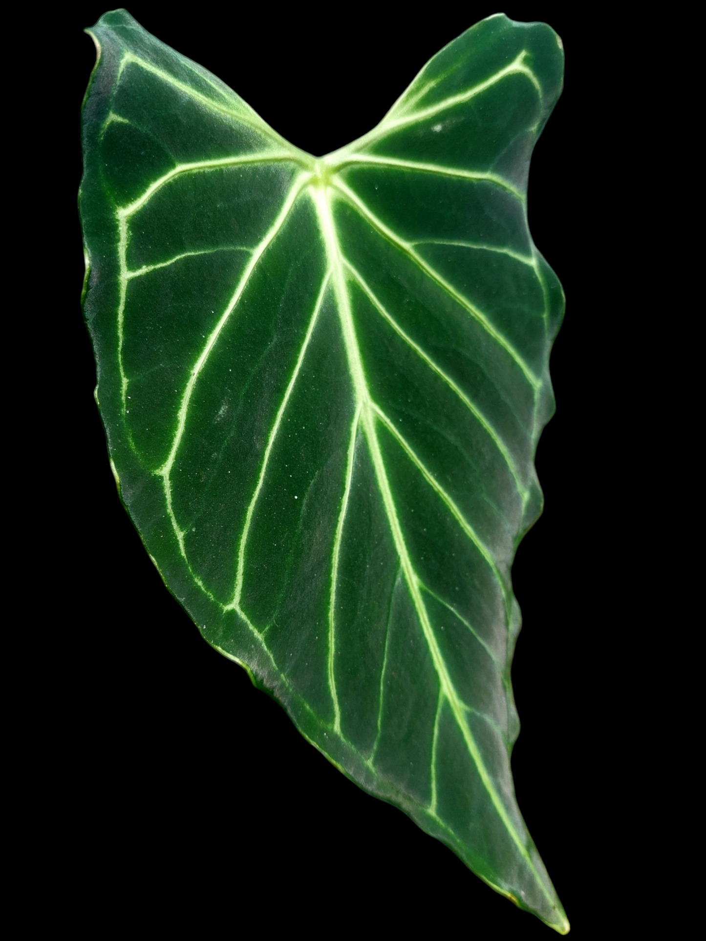 Anthurium sp. 'Velimflexus' with 3 Leaves (EXACT PLANT)