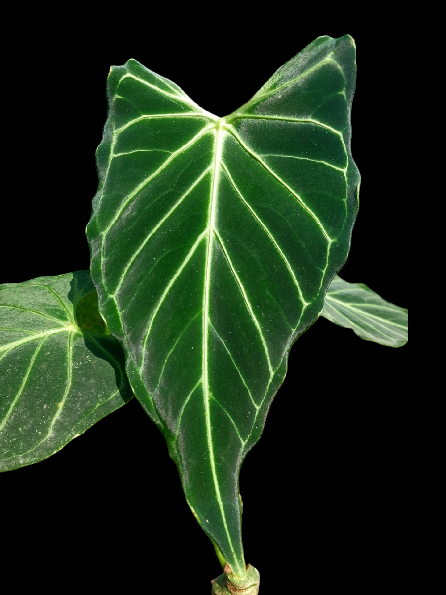 Anthurium sp. 'Velimflexus' with 3 Leaves (EXACT PLANT)