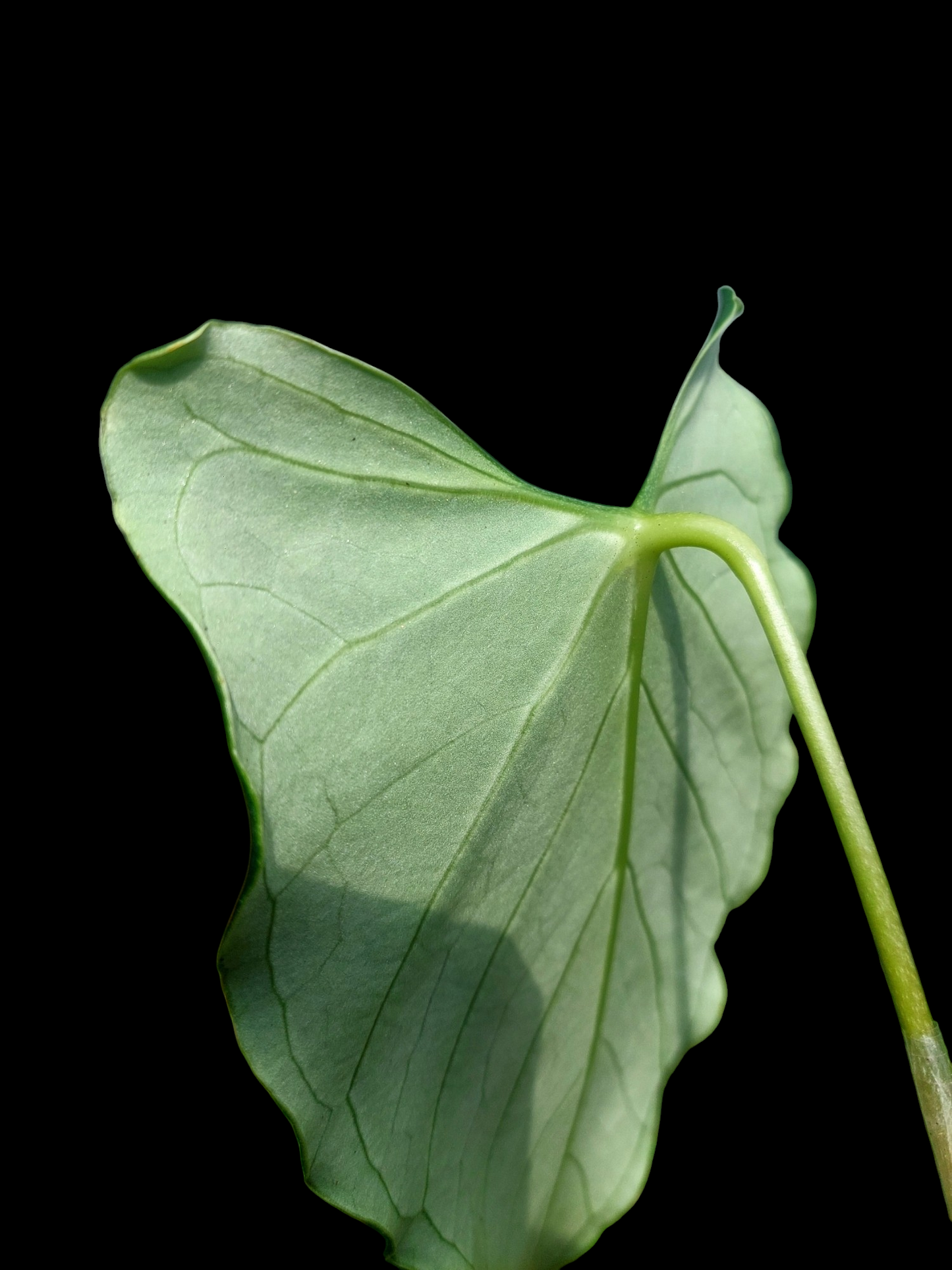 Anthurium sp. 'Velimflexus' with 3 Leaves (EXACT PLANT)