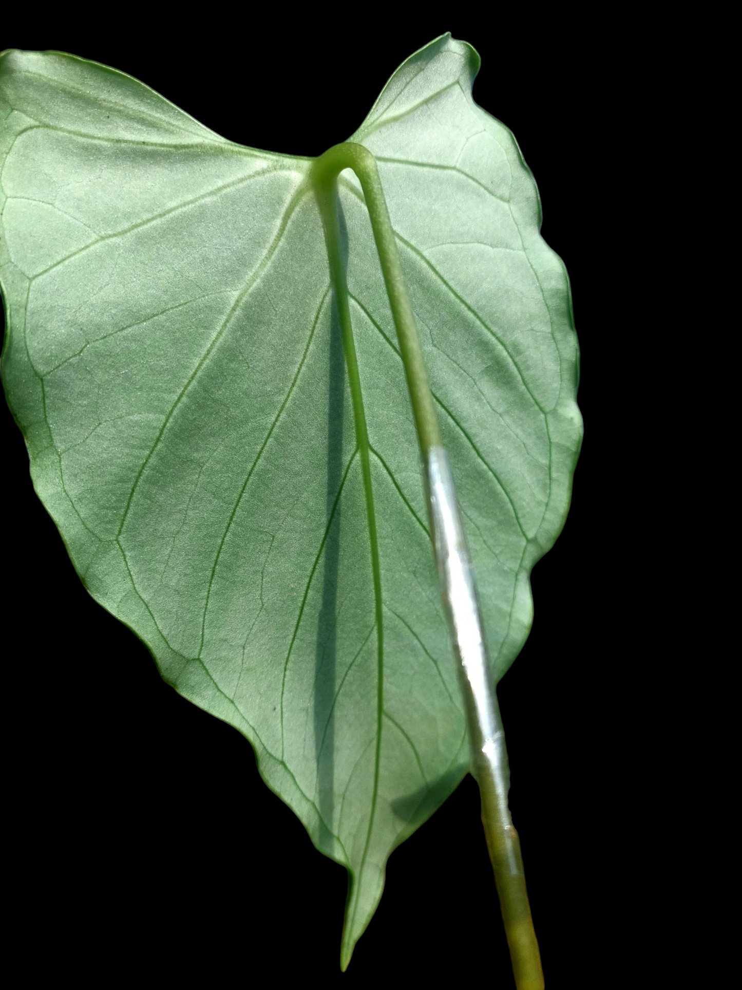 Anthurium sp. 'Velimflexus' with 3 Leaves (EXACT PLANT)
