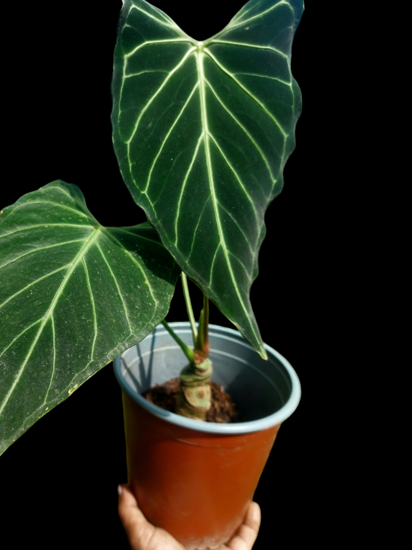 Anthurium sp. 'Velimflexus' with 3 Leaves (EXACT PLANT)