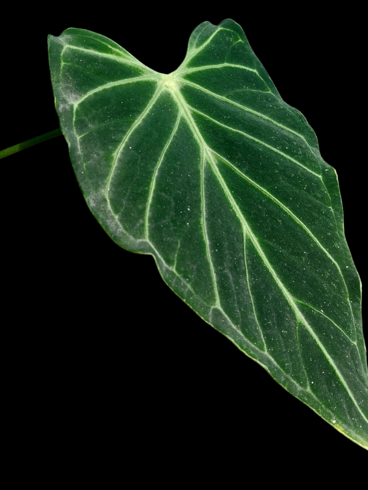 Anthurium sp. 'Velimflexus' with 3 Leaves (EXACT PLANT)