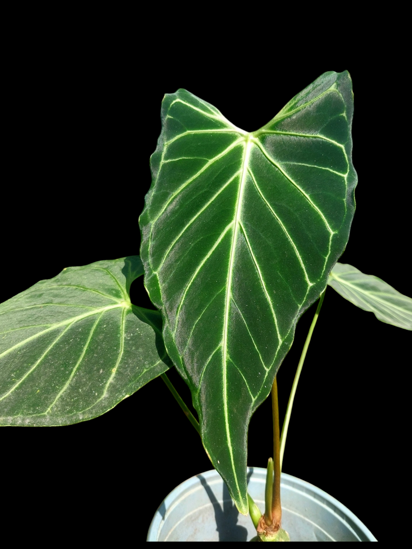 Anthurium sp. 'Velimflexus' with 3 Leaves (EXACT PLANT)