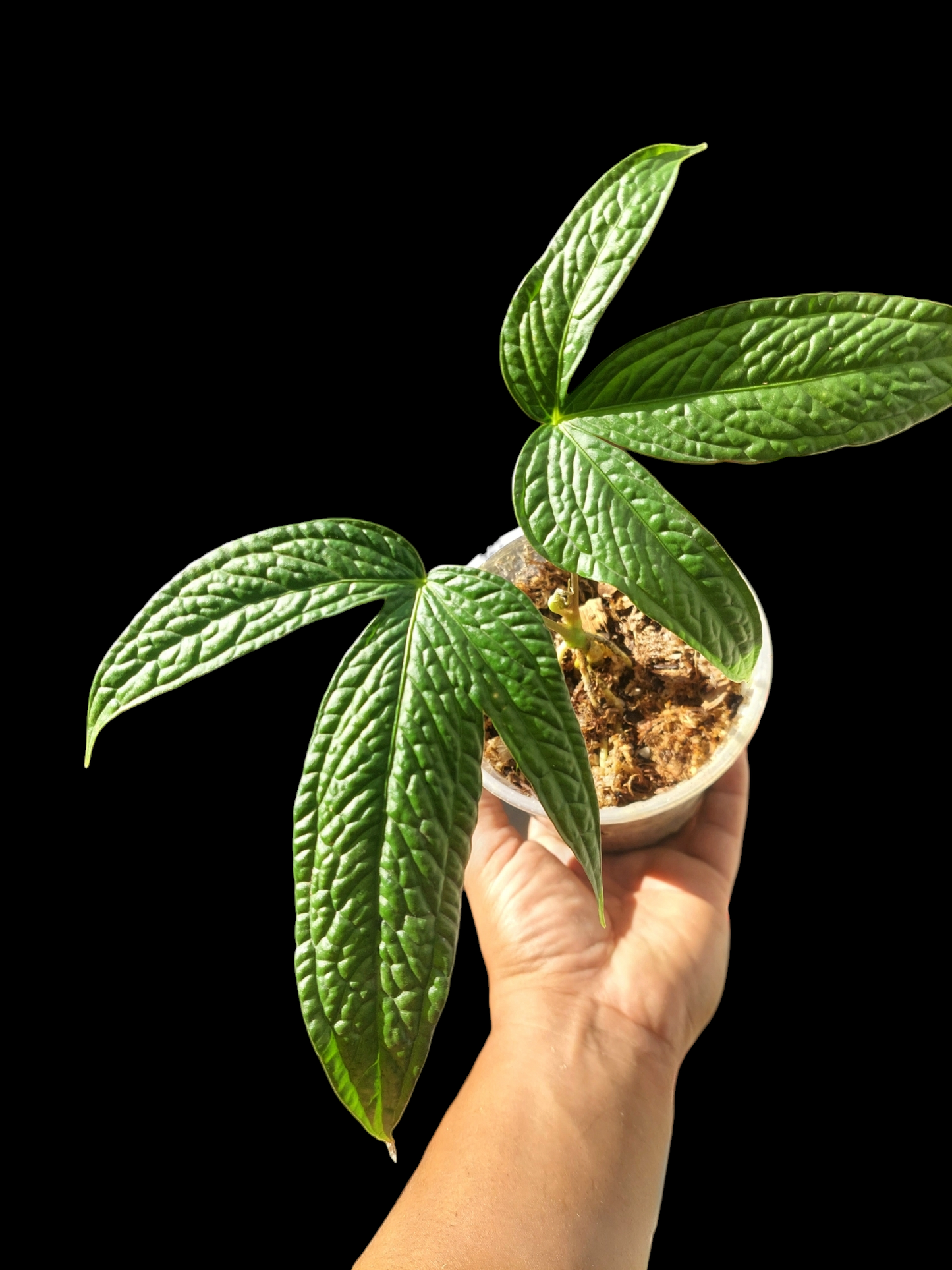 Anthurium sp. "weed of the andes" with 2 Leaves (EXACT PLANT)
