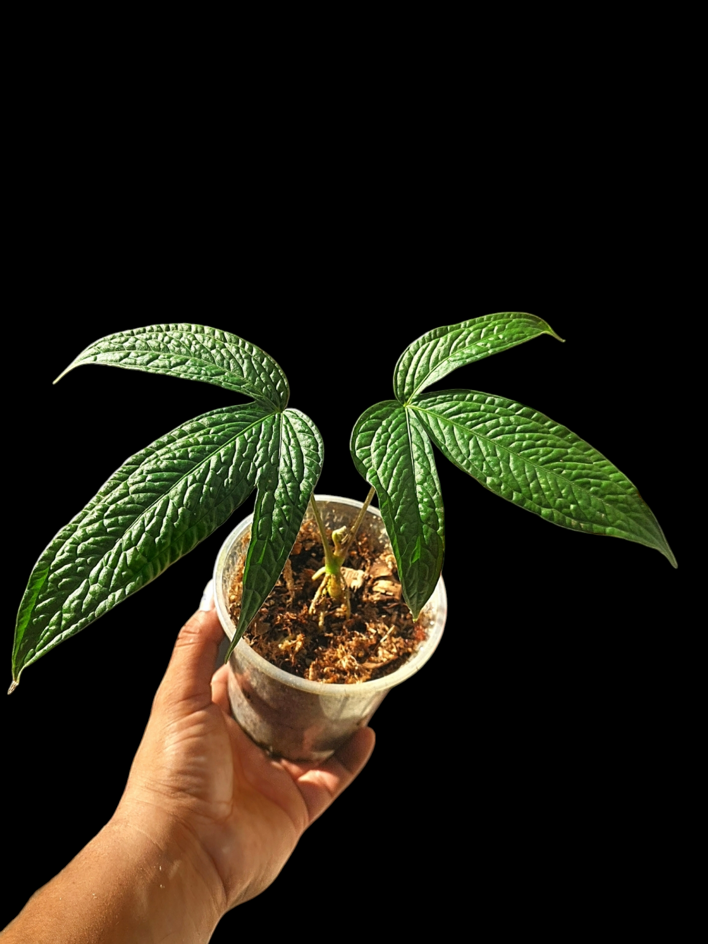 Anthurium sp. "weed of the andes" with 2 Leaves (EXACT PLANT)