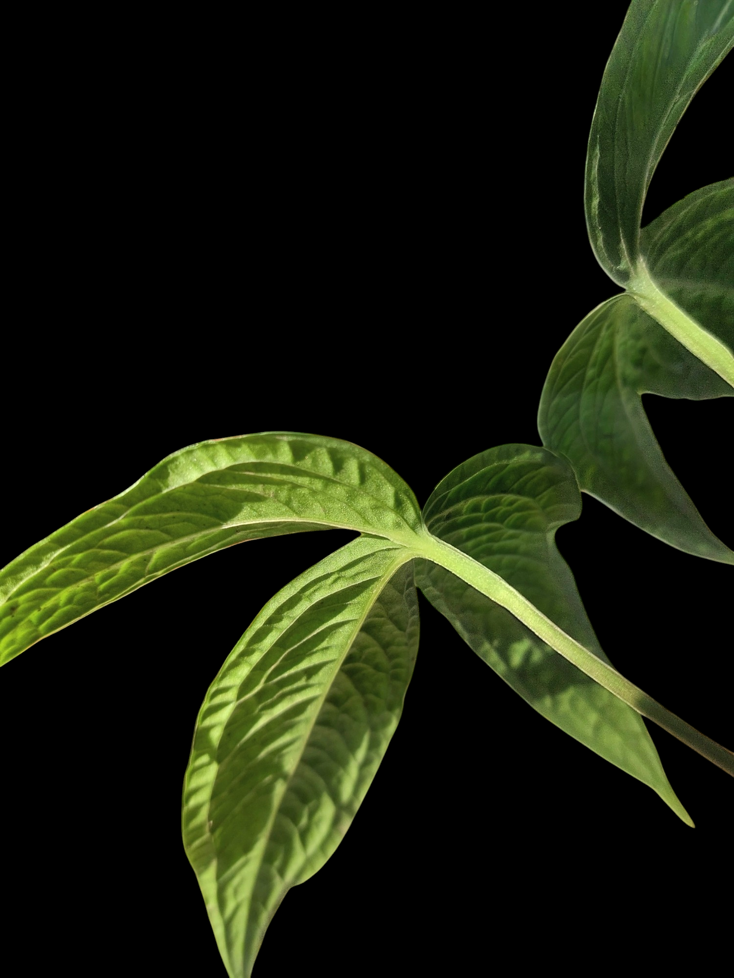 Anthurium sp. "weed of the andes" with 2 Leaves (EXACT PLANT)