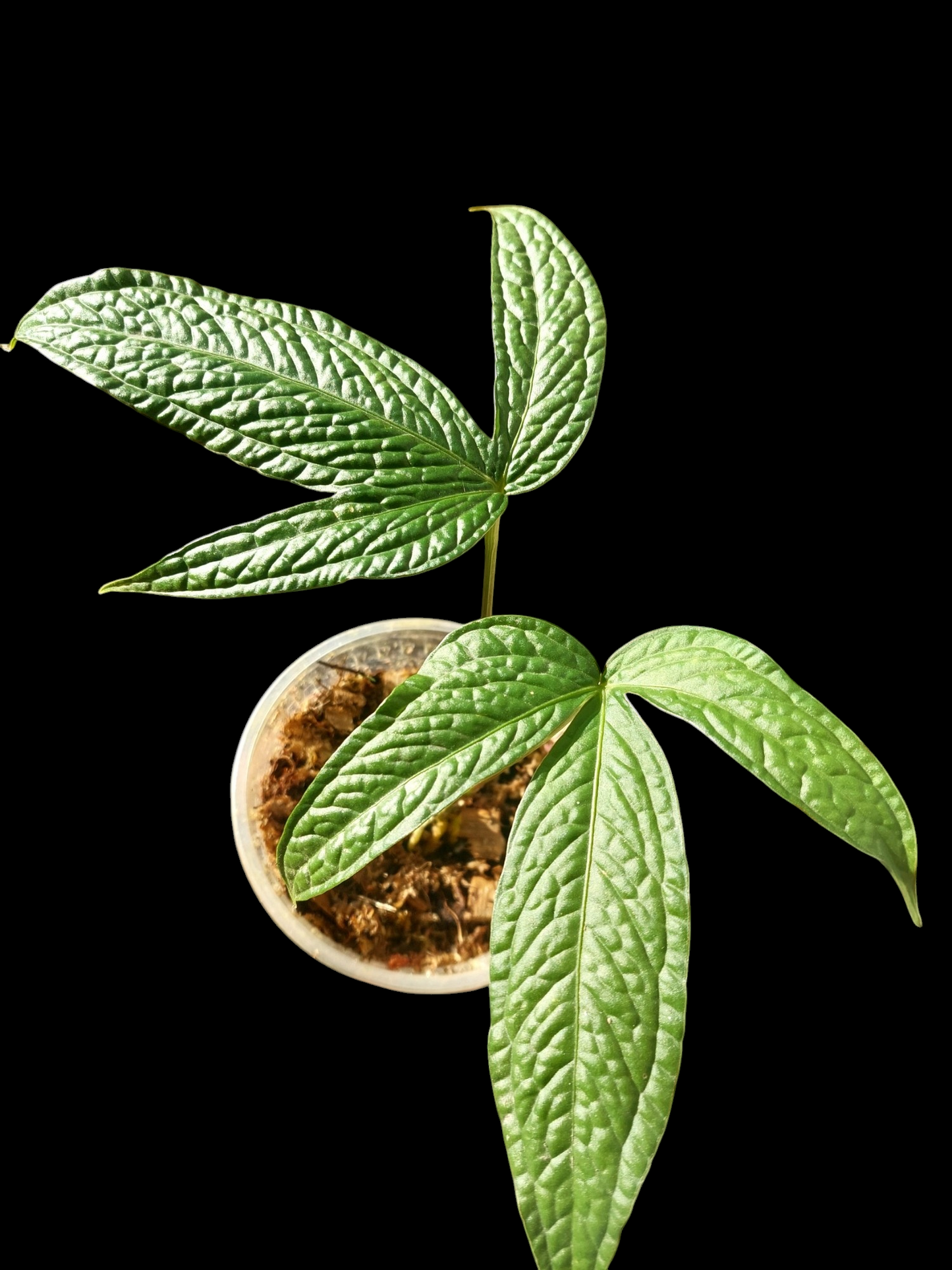 Anthurium sp. "weed of the andes" with 2 Leaves (EXACT PLANT)