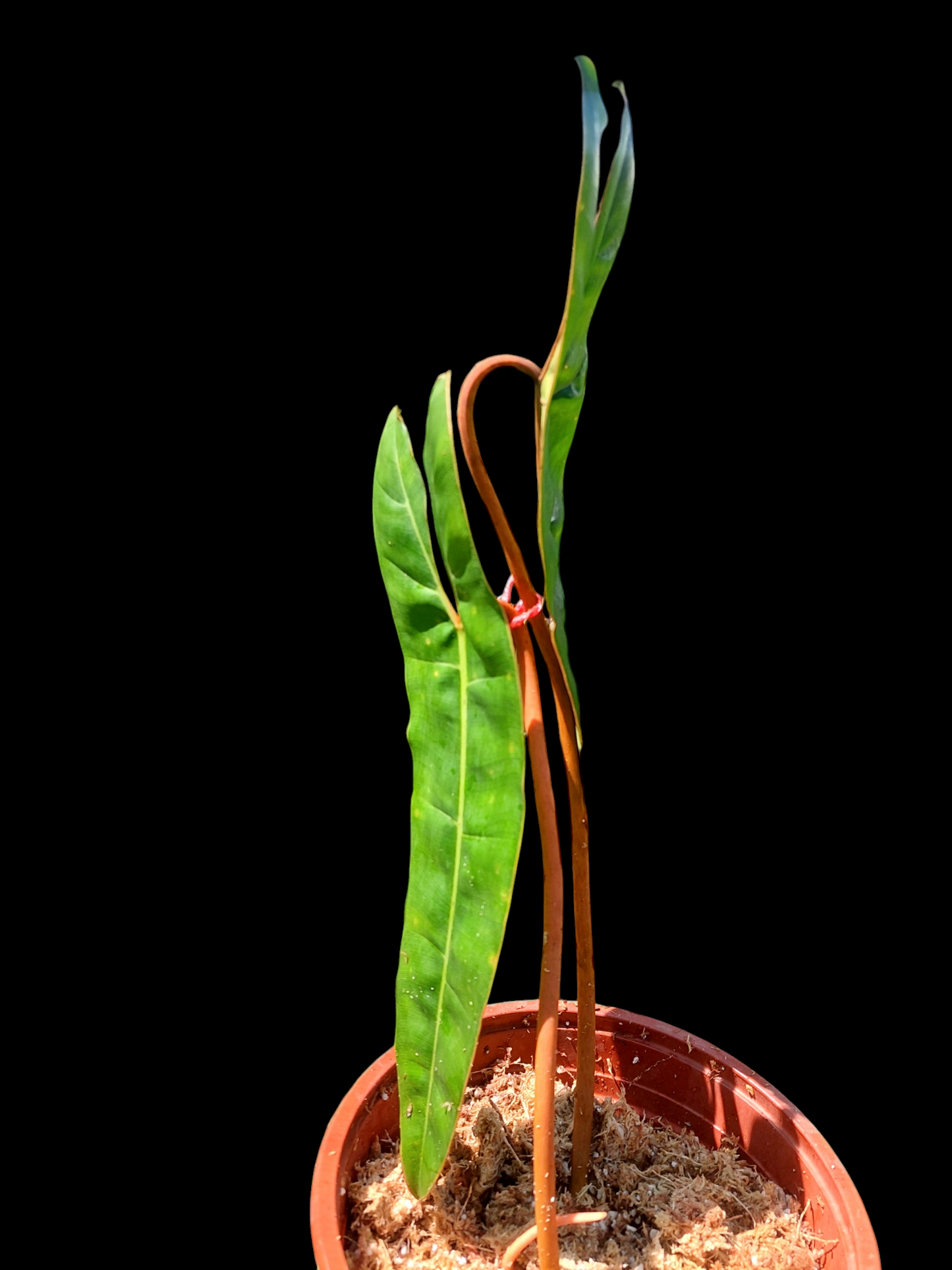 Philodendron Billietiae Brazil Ecotype BIG PLANT (EXACT PLANT)
