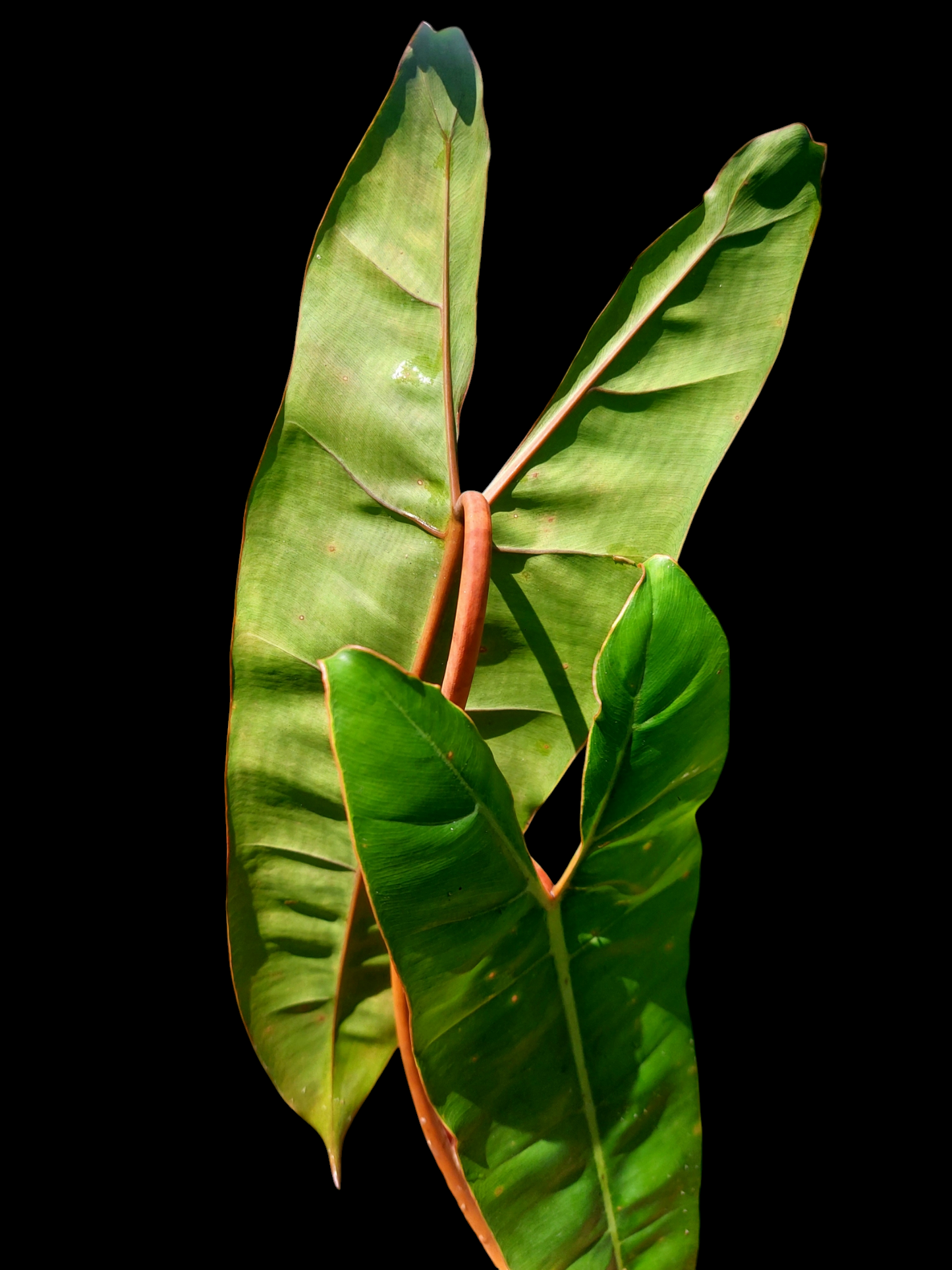 Philodendron Billietiae Brazil Ecotype BIG PLANT (EXACT PLANT)