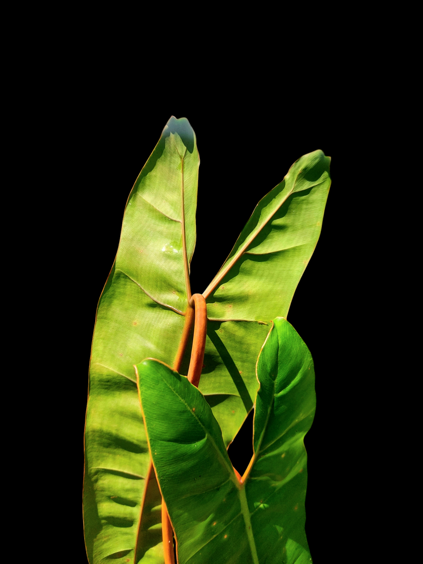 Philodendron Billietiae Brazil Ecotype BIG PLANT (EXACT PLANT)