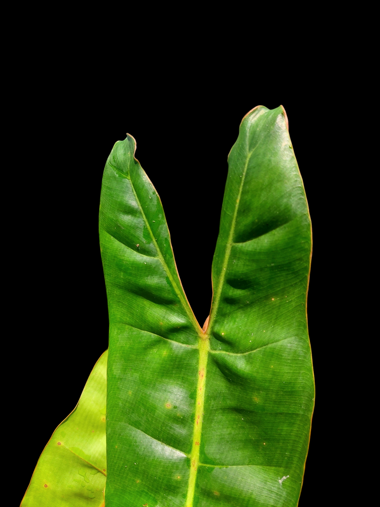Philodendron Billietiae Brazil Ecotype BIG PLANT (EXACT PLANT)