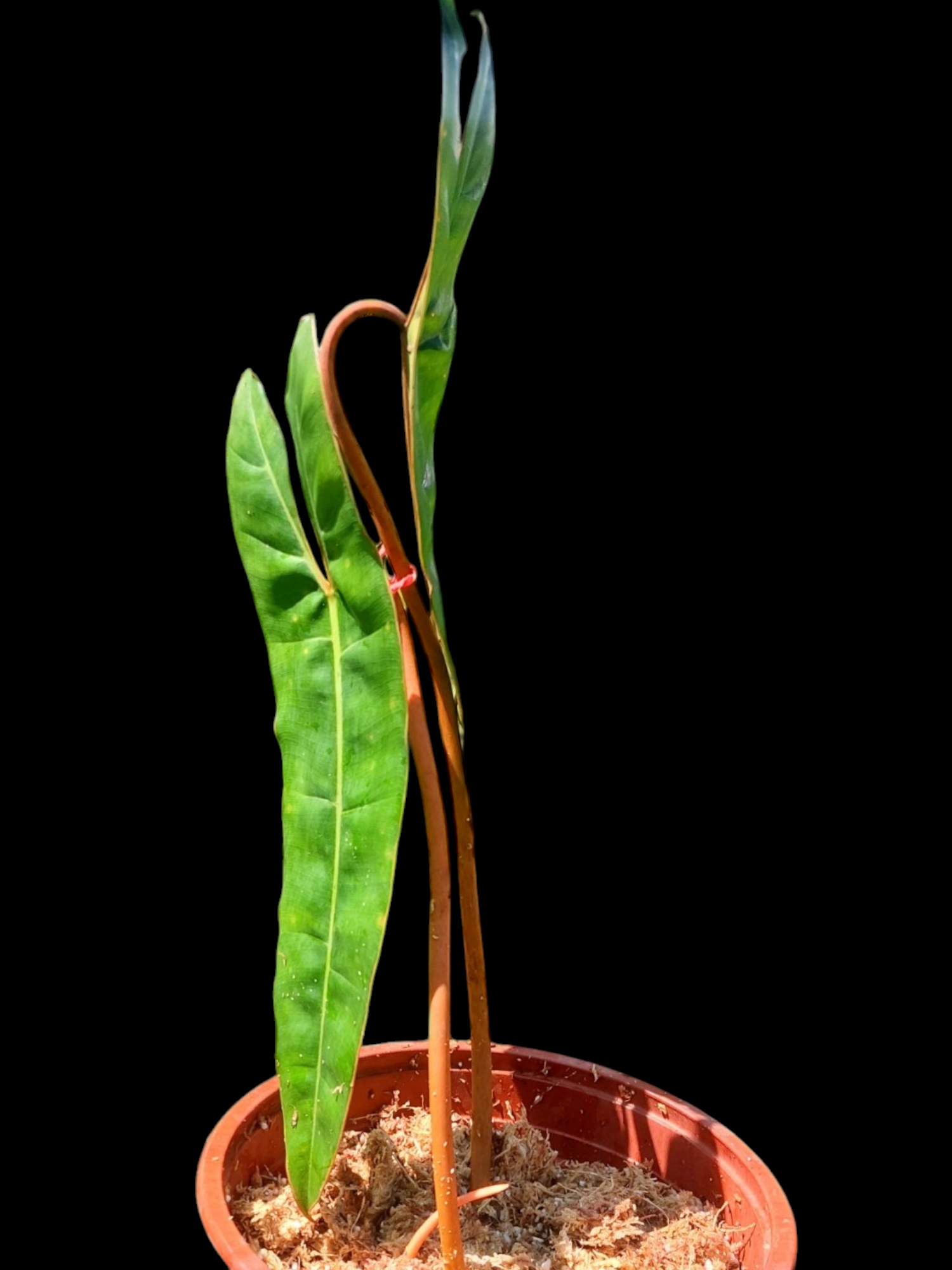 philodendron billietiae green stem Philodendron Billietiae Brazil Ecotype BIG PLANT (EXACT PLANT) – Amazon Plants Peru