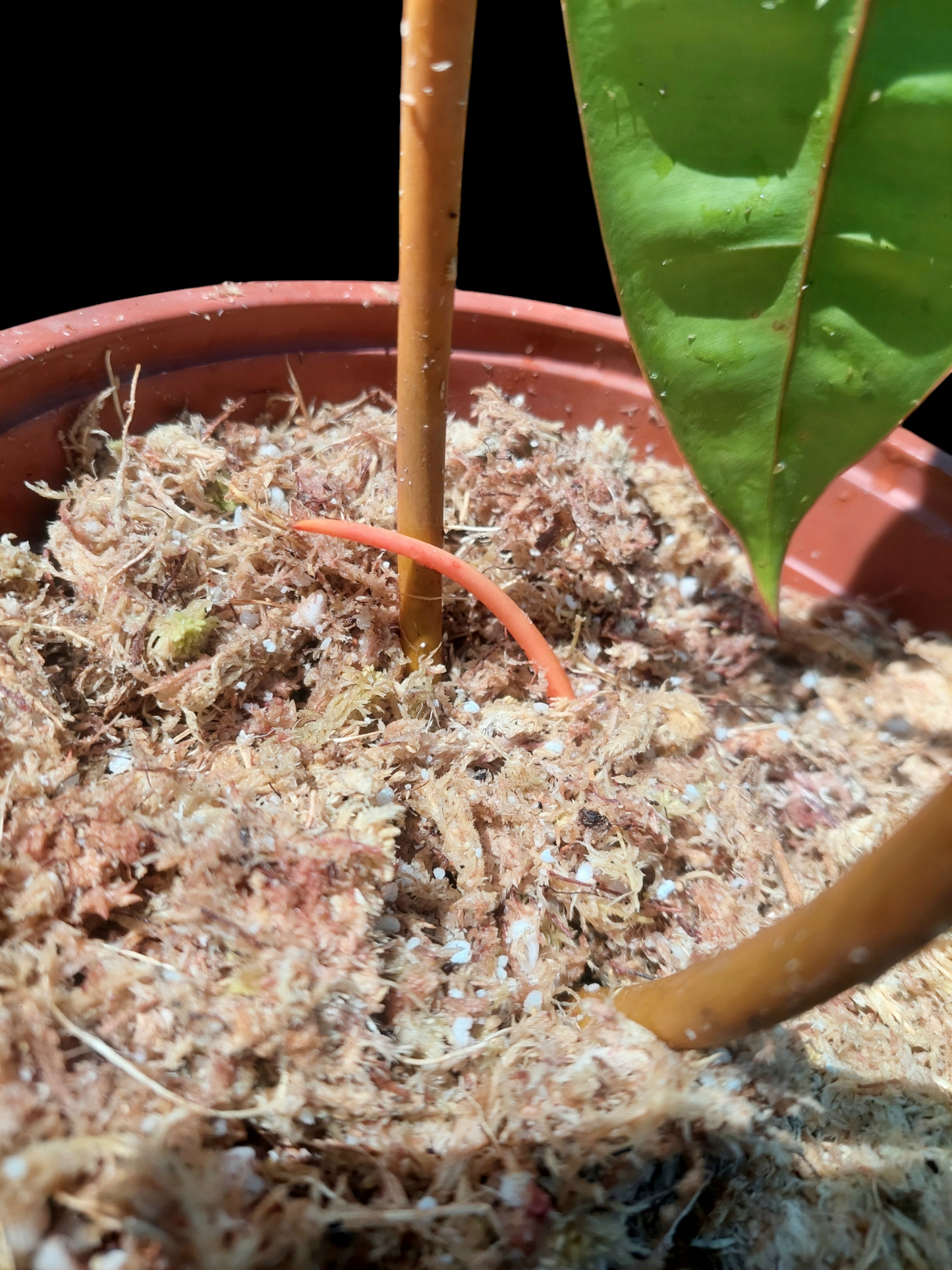 Philodendron Billietiae Brazil Ecotype BIG PLANT (EXACT PLANT)