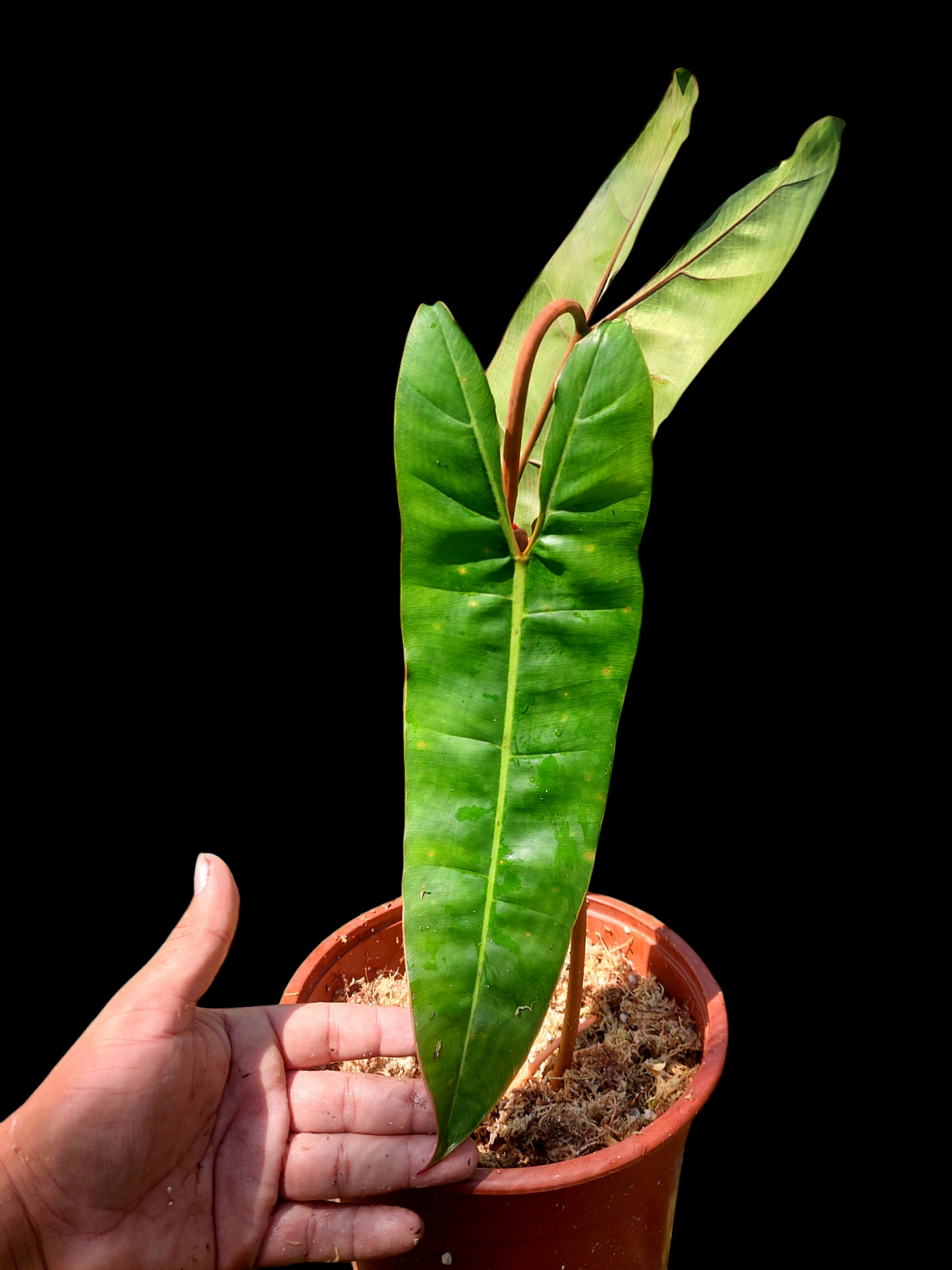 Philodendron Billietiae Brazil Ecotype BIG PLANT (EXACT PLANT)